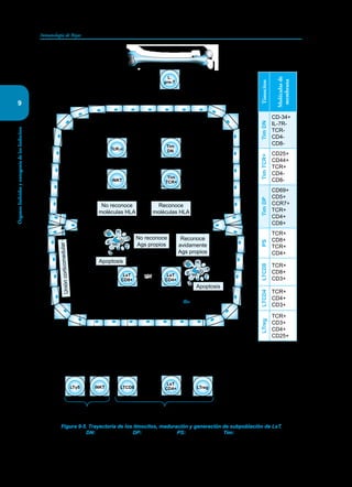 136
Inmunología de Rojas
Órganos
linfoides
y
ontogenia
de
los
linfocitos
9
LTγδ iNKT
Inmunidad innata Inmunidad adquirida
Selección
positiva
Selección
negativa
CD7+
CD45+
CD4-
CD8-
Timocitos
Moléculas
de
membrana
Tim
DN
CD-34+
IL-7R-
TCR-
CD4-
CD8-
Tim
TCR+
CD25+
CD44+
TCR+
CD4-
CD8-
Tim
DP
CD69+
CD5+
CCR7+
TCR+
CD4+
CD8+
PS
TCR+
CD8+
TCR+
CD4+
LTCD8 TCR+
CD8+
CD3+
LTCD4
TCR+
CD4+
CD3+
LTreg
TCR+
CD3+
CD4+
CD25+
L.
pre-T
LsT
CD8+
LTCD8
LsT
CD4+
LsT
CD4+
TcRγδ
Tim
DN
iNKT
Tim
TCR+
LTreg
Corpúsculos
de Hassall
Figura 9-5. Trayectoria de los timocitos, maduración y generación de subpoblación de LsT.
DN: doble negativo. DP: doble positivo. PS: positivo simple. Tim: timocitos.
No reconoce
moléculas HLA
No reconoce
Ags propios
Reconoce
avidamente
Ags propios
Reconoce
moléculas HLA
PS
Apoptosis
Apoptosis
Un
ión
co
rtic
om
ed
ula
r
 
