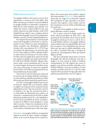 137
Inmunología de Rojas
Órganos
linfoides
y
ontogenia
de
los
linfocitos
9
9-III-A Ganglios linfáticos
Los ganglios linfáticos del neonato carecen de la
organización y estructura de los del adulto. Hay
fibras nerviosas que terminan en la proximidad de
los ganglios linfáticos en desarrollo, y propician la
liberación de ácido retinoico, que estimula a las
células del estroma a liberar CXCL13 que atrae
células inductoras de tejido linfoide, como la LTi
(lymphoid tissue inducer), que se originan durante
el desarrollo del ganglio a partir de los progenitores
linfoides comunes (common lymphoid progenitors).
Poco después del nacimiento, la estructura del
estroma de los ganglios en formación es coloniza-
da por LsT que se ubican en zonas controladas por
células reticulares tipo fibroblastos, (fibroblastic
reticular cells) y que producen IL-7 y CCL19 que
son factores de supervivencia y de atracción para
los LsT. Otras células, las FDCs, (folicular dendri-
tic cells), forman la estructura en la cual se ubican
los LsB y están encargadas de la captura de los Ags
que ingresan al ganglio para luego presentarlos a
los LsB de los folículos linfoides. Algunas infec-
ciones virales, como la producida por el virus de
la coriomeningitis, destruyen las reticulares lo que
trae como consecuencia, la muerte por apoptosis
de LsT-CD4 y LsT-CD8 con la generación de una
inmunodeficiencia de tipo celular.
Tanto los LsT como los LsB, tienen, dentro de
la estructura de los órganos linfoides secundarios,
un microambiente específico generado por células
del estroma que liberan factores de supervivencia.
Los 450, o más ganglios linfáticos que tiene el
ser humano, (lymph node en la literatura médica
en inglés), son el epicentro de la respuesta inmune
adquirida por ser los “sitios de encuentro” entre los
Ls vírgenes y “su” Ag. Este encuentro da inicio a
un intercambio de información que conduce a la
activación y transformación de los LsB en células
plasmáticas productoras de Acs, o de subpoblacio-
nes de LsTctxs que habrán de iniciar un sofistica-
do proceso de defensa contra patógenos y contra
todo lo extraño. Veamos los componentes de los
ganglios linfáticos y las interacciones de las dife-
rentes células y moléculas que en ellos tiene lugar.
Estructura. Los ganglios linfáticos son pequeños
órganos en forma de riñón, situados estratégica-
mente en las zonas de drenaje de los canales lin-
fáticos de la mayor parte de los tejidos y órganos
del cuerpo humano (figura 9-6). A los canales lin-
fáticos que son ciegos en su iniciación, ingresan
DCs portadoras de Ags capturados en la piel o
mucosas. Para ingresar a estos canales, éstas de-
ben introducirse entre las células endoteliales que
los conforman.
El interior de los ganglios se divide en dos re-
giones diferentes: corteza y medula.
Por su parte convexa les llegan canales lin-
fáticos aferentes portadores de linfa, DCs y Ags
provenientes de la periferia. Por la cóncava entran
al ganglio la arteria que lo nutre, y sale la vena y
el canal linfático eferente. Los ganglios linfáticos
están recubiertos por una cápsula debajo de la cual
hay un espacio o seno subcapsular que está recu-
bierto por una capa de células endoteliales, entre
las cuales se intercalan Møs que se encargan de
capturar los microorganismos libres que puedan
llegar en la linfa.
Del seno subcapsular parten hacia el interior
del ganglio, dos tipos de canalículos, unos que se
dirigen a la zona cortical en donde se localizan
transitoriamente los LsB vírgenes que entran al
ganglio y que forman acúmulos conocidos como
folículos linfoides y otros que se dirigen a la zona
medular en donde están los LsT y por los cuales
viajan las DCs que portan los Ags capturados en la
periferia para presentarlos a los LsT vírgenes.
Figura 9-6. Estructura de un ganglio linfático. En la
parte cortical se encuentran los acúmulos de LsB que
forman los folículos linfoides y luego los centros germina-
les. Los LsT se acumulan alrededor de los folículos y en
la parte medular, en donde también se acumulan las cé-
lulas plasmáticas generadas en los centros germinales.
Centro germinal (folí-
culo secundario)
Canal aferente
Zona de los
LsB - folículo
(primarios)
Zona T
parafo-
licular
Médula
zona timo
dependiente
Canal eferente
Arteria
Canalículos
Vena
 