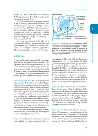 139
Inmunología de Rojas
Órganos
linfoides
y
ontogenia
de
los
linfocitos
9
de DCs con CXCR7. Hay además un incremento
de NKs, proliferación de los LsB y una detención
transitoria de la salida de Ls.
Si los LsT que ingresan al ganglio encuentran
su Ag, se activan y trasforman en diferentes sub-
poblaciones, que se acercan a los LsB para estimu-
larlos. Ver sección 10-V. Si los LsB encuentra “su”
Ag, son activados, proliferan, y forman los centros
germinales en donde se trasforman en células
plasmáticas y de memoria que migran a los senos
medulares del ganglio y luego a la periferia y a la
MO. Ver sección 11-IV.
Los Ls que no encuentren su Ag, salen por el
canal linfáticos eferentes que va al canal torácico
para reingresar por la vena cava al torrente circu-
latorio. Los Ls vírgenes continúan ingresando a
diferentes ganglios para buscar en ellos, “su” Ag.
9-III-B Bazo
El bazo es el segundo órgano linfoide en tamaño,
mide 12 cm, alberga el 25% de todos los Ls del
organismo. El 5% de la sangre expulsada en cada
sístole cardíaco pasa por el bazo, lo que permite que
cada media hora, circule por este órgano la totalidad
de la sangre para ser “inspeccionada”. La cantidad de
Ls que pasan por él en un tiempo determinado, su-
pera a la que circula por los demás órganos linfoides.
Estructura y funciones. Está recubierto por una
cápsula fibrosa de la cual se desprenden tabiques
hacia el interior del parénquima, dentro de los
cuales hay arteriolas y fibras nerviosas. Al bazo no
llegan canales linfáticos y los Ls entran por ramas
de la arteria esplénica. Sus estructuras principales
son: pulpa blanca, pulpa roja, senos venosos y
zona marginal que estudiaremos a continuación.
El bazo cumple funciones inmunológicas y hema-
tológicas. Las primeras se inicias filtrando la sangre
que pasa por el bazo, para retener los microorga-
nismos y Ags que escapen de la red linfática o que
ingresen directamente al torrente circulatorio.
Las funciones hematológicas son las de alma-
cenar eritrocitos y destruir los que han cumplido
su ciclo vital de 120 días (figura 9-7).
Pulpa blanca. Las ramas de la arteria esplénica
están rodeadas por capas superpuestas de Ls pe-
riarteriolares, de Møs y de DCs. Los Ls son pri-
mordialmente LsTCD4 que forman las PALS
(periarteriolar lymphocyte sheath), que a su vez es-
tán rodeadas de LsB que acuden en respuesta al
llamado de la CXCL13, producida por las células
dendríticas foliculares. En la parte más externa se
forman los folículos linfoides ricos en LsB. Si se
detecta un patógeno, se da inicio a una respues-
ta inmune específica, que hace que los folículos
se trasformen en centros germinales en donde se
generan las células plasmáticas productoras de Acs.
Pulpa roja. Está compuesta por una red de cor-
dones ricos en Møs y células dendríticas reticula-
res que emiten dendritas contráctiles. Cuando en
la pulpa blanca, los LsB se trasforman en células
plasmáticas productoras de Acs, migran a la pul-
pa roja. El intercambio con la pulpa blanca es de
doble vía, la descrita, y la que se genera cuando las
DCs, que llegan en la sangre con un Ag, migran a
las PALS para presentárselos a los LsT.
Senos venosos. Sirven de lugar de almacena-
miento de eritrocitos, y reconocimiento de los
seniles que deben ser eliminados. De las arterias
trabeculares salen ramas terminales que desembo-
can en los senos venosos que están recubiertos por
una capa de células epiteliales unidas lateralmente
Figura 9-7. Estructura del bazo. Cada lóbulo o seg-
mento se nutre de una arteria alrededor de la cual se
ubica la pulpa blanca formada por LsT y Møs. La arteria
desemboca en senos venosos. Luego se encuentra la
pulpa roja en donde los LsB están rodeados de Møs.
Por la vena eferente salen del bazo las diferentes cito-
quinas y Acs generados en él.
Arteria trabécular
Arteria central
Zona de células T
(capa linfoide
periarteriolar)
Pulpa roja Zona marginal
Centro germinal Zona de células B
(folículo secundario)
Seno
venoso
Pulpa
blanca
Zona marginal
 