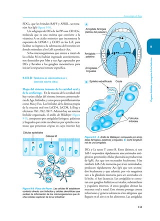 141
Inmunología de Rojas
Órganos
linfoides
y
ontogenia
de
los
linfocitos
9
FDCs, que les brindan BAFF y APRIL, secretra-
rían Acs IgA (figura 9-8).
Un subgrupo de DCs de las PPs son CD103+,
molécula que es una enzima que convierte a la
vitamina A en ácido retinoico que incrementa la
expresión de LPAM-1 y CCR9 en los LsT, para
facilitar su ingreso a la submucosa del intestino en
donde estimulan a los LsB a producir Acs.
Si los microorganismos que entren a través de
las células M no habían ingresado anteriormente,
son destruidos por Møs y sus Ags capturados por
DCs y llevados a los ganglios mesentéricos para
iniciar la respuesta inmune específica.
9-III-D Amígdalas orofaríngeas y
sistema imune oral
Mapa del sistema inmune de la cavidad oral y
de la orofaringe. En la mucosa de la cavidad oral
hay varias células del sistema inmune: presentado-
ras de Ags, linfoides, y unas pocas proinflamatorias
como Mas y Eos. Las linfoides de la lámina propia
de la mucosa oral son LsCD4, LsCD8, LsTreg y
efectoras, Th1, Th2, Th17. Además hay un sistema
linfoide organizado, el anillo de Waldeyer (figura
9-9), compuesto por amígdalas faríngeas, palatinas
y linguales que están recubiertas por epitelio esca-
moso que presentan criptas en cuyo interior hay
Figura 9-8. Placa de Peyer. Las células M establecen
contacto directo con linfocitos y células dendríticas que
reciben la información de los microorganismos que di-
chas células capturan de la luz intestinal.
Células epiteliales
Células M
CD4
LB
LB
CD4
LB
LB
CD8
DCs y Ls tanto T como B. Estos últimos, si son
LsB-1 responden rápidamente ante estímulos anti-
génicos generando células plasmáticas productoras
de IgM, Acs que son secretados localmente. Hay
también LsB-2 de memoria que al ser estimulados,
producen rápidamente Acs IgA que son secreta-
dos localmente y que además, por vía sanguínea
van a la glándula mamaria para ser secretados en
la leche, si hay lactancia. Las amígdalas se conec-
tan con ganglios linfáticos cervicales, submaxilares
y yugulares internos. A estos ganglios drenan las
mucosas oral y nasal. Este sistema protege contra
infecciones y genera tolerancia a los alérgenos que
lleguen en el aire o en los alimentos. Las amígdalas
A
Figura 9-9. A. Anillo de Waldeyer, compuesto por amíg-
dalas faríngeas, palatinas y linguales. B. Corte longitudi-
nal de una amígdala.
Folículos
linfoides
Cripta
Epitelio estratificado
Amígdala faríngea
(detrás del paladar)
Amígdala
palatina
Amígdalas
linguales
B
 