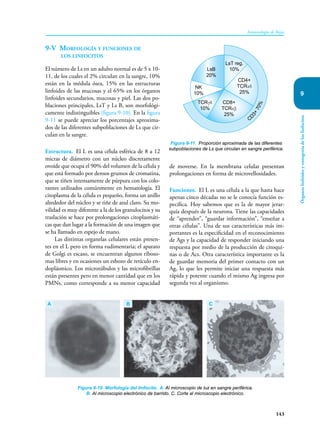 143
Inmunología de Rojas
Órganos
linfoides
y
ontogenia
de
los
linfocitos
9
9-V Morfología y funciones de
los linfocitos
El número de Ls en un adulto normal es de 5 x 10-
11, de los cuales el 2% circulan en la sangre, 10%
están en la médula ósea, 15% en las estructuras
linfoides de las mucosas y el 65% en los órganos
linfoides secundarios, mucosas y piel. Las dos po-
blaciones principales, LsT y Ls B, son morfológi-
camente indistinguibles (figura 9-10). En la figura
9-11 se puede apreciar los porcentajes aproxima-
dos de las diferentes subpoblaciones de Ls que cir-
culan en la sangre.
Estructura. El L es una célula esférica de 8 a 12
micras de diámetro con un núcleo discretamente
ovoide que ocupa el 90% del volumen de la célula y
que está formado por densos grumos de cromatina,
que se tiñen intensamente de púrpura con los colo-
rantes utilizados comúnmente en hematología. El
citoplasma de la célula es pequeño, forma un anillo
alrededor del núcleo y se tiñe de azul claro. Su mo-
vilidad es muy diferente a la de los granulocitos y su
traslación se hace por prolongaciones citoplasmáti-
cas que dan lugar a la formación de una imagen que
se ha llamado en es­
pejo de mano.
Las distintas organelas celulares están presen-
tes en el L pero en forma rudimentaria; el aparato
de Golgi es escaso, se encuentran algunos riboso-
mas libres y en ocasiones un esbozo de retículo en-
doplásmico. Los micro­
túbulos y las microfibrillas
están presentes pero en menor cantidad que en los
PMNs, como corresponde a su menor capacidad
de moverse. En la membrana celular presentan
prolongaciones en forma de microve­
llosidades.
Funciones. El L es una célula a la que hasta hace
apenas cinco décadas no se le conocía función es-
pecífica. Hoy sabemos que es la de mayor jerar-
quía después de la neurona. Tiene las capacidades
de “aprender”, “guardar información”, “enseñar a
otras células”. Una de sus caracterís­
ticas más im-
portantes es la especificidad en el reconocimiento
de Ags y la capacidad de responder iniciando una
respuesta por medio de la producción de citoqui-
nas o de Acs. Otra característica importante es la
de guardar memoria del primer contacto con un
Ag, lo que les permite iniciar una respuesta más
rápida y potente cuando el mismo Ag ingresa por
segunda vez al organismo.
Figura 9-10. Morfología del linfocito. A. Al microscopio de luz en sangre periférica.
B. Al microscopio electrónico de barrido. C. Corte al microscopio electrónico.
A B C
Figura 9-11. Proporción aproximada de las diferentes
subpoblaciones de Ls que circulan en sangre periférica.
LsB
20%
CD4+
TCRαδ
25%
NK
10%
TCRγδ
10%
CD8+
TCRαβ
25%
C
D
3
+
7
0
%
LsT reg.
10%
 