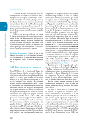 144
Inmunología de Rojas
Órganos
linfoides
y
ontogenia
de
los
linfocitos
9
La carencia de timo, o su resección en el pe-
ríodo perinatal, se acompaña de deficiencia inmu-
nológica celular con gran susceptibilidad a infec-
ciones producidas por parásitos, hongos, virus y
de algunas bacterias que tienen la característica
de reproducirse dentro de los Møs. Los animales
timectomizados no rechazan los trasplantes de ór-
ganos o tejidos y en los órganos linfoides se aprecia
atrofia de las áreas que normalmente son ocupadas
por los LsT.
En las aves, si se preserva el timo y se re­­
seca
la Bursa, se compromete la producción y madu-
ración de los LsB. El crecimiento del animal es
apa­
rentemente normal, rechaza el trasplante de
ór­
ganos o tejidos, pero es muy susceptible a las
infecciones bacterianas por falla en la producción
de Acs, principal función de los LsB. En el huma-
no no hay órgano equivalente a la Bursa.
Linfocitos de memoria. Después de que un Ag
ha sido controlado, los Ls de memoria permane-
cen distribuidos en el organismo formando una
red de vigilancia contra el eventual reingreso de
ese Ag.
9-VI Circulación de los linfocitos
Unos 500 billones de Ls circulan cada día por los
diferentes órganos linfoides secundarios. Esta cir-
culación está magistralmente regulada y es distinta
para los Ls vírgenes como para los activados, que
difieren en las moléculas de membrana que les sir-
ven de “pasaporte” para ingresar a determinados
órganos o tejidos. Los Ls vírgenes, tanto T como
B, (recordemos que se llaman vírgenes porque no
han tenido contacto con el Ag para el cual poseen
un receptor específico) inician su circulación en
los órganos linfoides primarios, entran al torrente
circulatorio, pasan luego a los ganglios linfáticos
a donde son atraídos por las CCL-21 y CCL-19
producidas por las DCs y por las células del estro-
ma, para las cuales tienen el CCR-7. Además de
las quimioquinas, participan en su ingreso a los
ganglios linfáticos y tejidos, la selectina L que se
une a la adresina PNAD, unión que lo fija al endo-
telio, e induce su paso al parénquima del ganglio
para establecer contacto con las DCs procedentes
de la periferia y que traen Ags para los cuales pue-
den presentar un receptor específico. Si su receptor
encuentra el Ag específico, se activa y se convier-
ten en células efectoras y de memoria que inician
un segundo ciclo de circulación para ir a ubicar-
se en el sitio en donde ha tenido lugar el ingreso
del Ag y poder cumplir la función de defensa. En
la membrana de los LsT que han sido activados
hay un cambio de moléculas, desaparecen las que
les servían de “pasaporte” para ingresar al órgano
linfoide secundario y aparecen otras que actúan
como una “visa” que les permiten reingresar al ór-
gano en donde encontraron el Ag que las activó.
Esta circulación diferencial se logra gracias a las
quimioquinas generadas en los diferentes órganos,
o tejidos y a los receptores de membrana que se
expresen en los Ls y que, conjuntamente con mo-
léculas de adherencia, se conocen como adresinas,
que conforman un “sistema postal” altamente efi-
ciente que lleva a cada grupo de Ls al lugar en don-
de deben cumplir su misión y evita el que ingresen
a la dirección equivocada. El patrón de receptores
de membrana para quimioquinas, de un Ls acti-
vado, cambia y expresa los CXCR3 y CCR4, así
como el de moléculas de adherencia para poder
ingresar a los tejidos (figura 9-12).
La salida de los Ls de los ganglios a la perife-
ria está controlada por la molécula esfingosina-
1-fosfato, molécula que si es bloqueada farma-
cológicamente, induce la acumulación por reten-
ción, de los Ls dentro del ganglio. Si el L virgen
no encuentra el Ag para el cual tiene receptor,
ingresa de nuevo a la circulación para cumplir
otro ciclo de circulación que dura varias horas.
Los Ls vírgenes ingresan también al bazo,
igualmente en búsqueda de DCs o de Møs que
puedan presentarles un Ag. Este ciclo por el bazo
dura 7 horas.
No todo L puede entrar a cualquier órga-
no linfoide. Su ingreso está controlado por la
interacción de moléculas de membrana. En las PPs
la adresina principal es la molécula MadCAM-1.
Para entrar a la piel, expresa un receptor para la
selectina E, la CLA-1. Otros Ls expresan integri-
nas que les permiten interactuar con la caderina E
de las células epiteliales de la piel y de las mucosas
y ubicarse entre ellas como Ls interepiteliales. Las
DCs estimula en los LsTCD8 la expresión, bien
del CCR9 que le permite reconocer la CCL25
que los llevará al intestino, o bien el CCR4 que
 