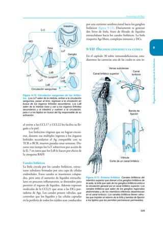 145
Inmunología de Rojas
Órganos
linfoides
y
ontogenia
de
los
linfocitos
9
al unirse a las CCL17 y CCL22 les facilita su lle-
gada a la piel.
Los linfocitos vírgenes que no logran encon-
trar, durante sus múltiples ingresos a los órganos
linfoides secundarios el Ag compatible con su
TCR o BCR, mueren pasadas unas semanas. Du-
rante este tiempo los LsT sobreviven por acción de
la IL-7 en tanto que los LsB lo hacen por efecto de
la citoquina BAFF.
Canales linfáticos
La linfa circula por los canales linfáticos, estruc-
turas tubulares formadas por una capa de células
endoteliales. Estos canales se mantienen colapsa-
dos, pero ante el aumento de líquidos extracelu-
lares en procesos inflamatorios, se distienden para
permitir el ingreso de líquidos. Además expresan
moléculas de la CCL21 que atrae a las DCs por-
tadoras de Ags. Los canales poseen válvulas, que
controlan que los líquidos y las células captadas
en la periferia de todos los tejidos sean conducidos
por una corriente unidireccional hacia los ganglios
linfáticos (figura 9-13). Diariamente se generan
dos litros de linfa, fruto de filtrado de líquidos
extracelulares hacia los canales linfáticos. La linfa
trasporta Ags libres, complejos inmunes y DCs.
9-VII Órganos linfoides y la clínica
En el capítulo 30 sobre inmunodeficiencias, estu-
diaremos las carencias una de las cuales es una in-
Figura 9-13. Sistema linfático. Canales linfáticos del
miembro superior que drenan a los ganglios linfáticos de
la axila, la linfa que sale de los ganglios linfáticos entra a
la circulación general por el canal linfático superior. Los
canales linfáticos que salen de los ganglios regionales
abdominales y de los miembros inferiores desembocan
en el canal torácico. Los canales linfáticos tienen válvu-
las que impiden el retorno de la linfa y bandas de fijación
a los tejidos que les permiten permanecer permeables.
Canal linfático superior
Banda de
fijación
Válvula
Venas subclavias
Canal
torácico
Corte de un canal linfático
Figura 9-12. Circulación sanguínea de los linfoci-
tos. Los LsT salen de la médula, entran a la circulación
sanguínea, pasan al timo, regresan a la circulación en
busca de los órganos linfoides secundarios. Los LsB
salen de la médula ósea y van a los órganos linfoides
secundarios y al intestino y vuelven a la circulación,
para ir a los tejidos en busca del Ag responsable de su
activación.
Intestino
Lαβ
Timo
LsB
LsB
Ganglio
Bazo
LsT
MO
LsT
LsB
Circulación sanguínea
C
i
rculación linfática
LsT
LsT
 