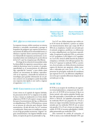 147
Damaris Lopera H.
William Rojas M.
Luz Elena Cano R.
Beatriz Aristizábal B.
Luis Miguel Gómez O.
Linfocitos T e inmunidad celular
Capítulo
10
10-I ¿Qué es la inmunidad celular?
La respuesta inmune celular constituye un sistema
dinámico y articulado, encaminado a proteger al
hospedero de patógenos que superen las barreras y
mecanismos de defensa de la inmunidad innata y a
eliminar o reprimir clones autorreactivos para evi-
tar el desarrollo de respuestas autoinmunes. La in-
munidad celular está mediada por la acción directa
de los LsT y por las citoquinas que ellos liberan.
A lo largo de la evolución la inmunidad celular
ha desarrollado las siguientes características: capa-
cidad de discriminar entre lo extraño y lo propio,
especificidad en el reconocimiento de diferentes
Ags, capacidad de “enseñar” a otras células cómo
mejorar sus mecanismos de defensa, especializa-
ción en la respuesta, y desarrollo de memoria in-
munológica para guardar información de un pri-
mer contacto con un patógeno y poder desarrollar
una respuesta más rápida si este vuelve a ingresar
al organismo (tabla 10-1).
10-II Características de los LsT
Como vimos en el capítulo de órganos linfoides,
los precursores de los LsT se originan en la médu-
la ósea e inician su maduración en el timo donde
adquieren el TCR (T-cell receptor), receptor especí-
fico para el reconocimiento del Ag y se diferencian
en subpoblaciones CD4 o CD8 positivas y entran
en un proceso de selección para eliminar clones
autorreactivos. Al salir del timo, los LsT terminan
su maduración. Hasta tanto no establezcan contac-
to con el Ag que puedan reconocerse “vírgenes” mi-
gran constantemente a los órganos linfoides secun-
darios, en espera de que les sea presentado su Ag.
Los LsT son células pequeñas que miden en-
tre 8-10 micras de diámetro y poseen un núcleo
con heterocromatina densa que ocupa del 80 al
90% de su citoplasma. Cuando son activados por
el estímulo antigénico, proliferan y se diferencian
en varias subpoblaciones con funciones especiali-
zadas. Si expresan la molécula CD4, se convierten
en LsT ayudadores, LsTh (helper) o LsT regulado-
res. Los LsTh, tienen la doble función de producir
citoquinas y estimular a los LsB para generar Acs.
Si los LsT expresan la molécula CD8 se convier-
ten, al ser activados, en células efectoras citotóxicas
capaces de destruir, por apoptosis, células tumo-
rales o infectadas por virus. En la figura 10-1 se
presentan las principales moléculas de membrana
que expresan los LsT y las diferentes subpoblacio-
nes en las que se pueden diferenciar después de ser
activados por un Ag.
10-III TCR
El TCR es un receptor de membrana sin segmen-
tos intracitoplasmáticos, compuesto por dos cade-
nas, αβ o γδ. El TCR αβ no reconoce el Ag en su
forma natural, solo captura péptidos lineales que
han sido procesados y presentados por moléculas
HLA-I o HLA-II. Los péptidos presentados por
las moléculas HLA-I son pequeños (8 a 10 aa) y
tienen un origen intracelular mientras que los pre-
sentados por las moléculas HLA-II son un poco
más grandes (13 a 25 aa) y tienen un origen extra-
celular. El TCR γδ reconoce glicolípidos y fosfolí-
pidos presentados por moléculas CD1.
Para transmitir las señales de activación, el
TCR se asocia a una molécula llamada CD3, que
 