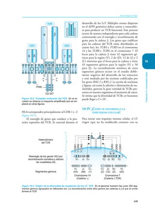149
Inmunología de Rojas
Linfocitos
T
e
inmunidad
celular
10
HLA corresponden principalmente al CDR-1 y -2
(figura 10-3).
El rearreglo de genes que conduce a la pos-
terior expresión del TCR. Es esencial durante el
desarrollo de los LsT. Múltiples exones dispersos
en el ADN genómico deben unirse y transcribir-
se para producir un TCR funcional. Este proceso
ocurre de manera independiente para cada cadena
comenzando con el rearreglo y recombinación de
genes para la cadena β. Los genes que codifican
para las cadenas del TCR están distribuidos en
cuatro loci, los TCRA y TCRD en el cromosoma
14 y los TCRB y TCRG en el cromosoma 7. El
locus para la cadena β tiene 42 segmentos gé-
nicos para la región (V), 2 de (D), 12 de (J) y 2
(C) mientras que el locus para la cadena α tiene
43 segmentos génicos para la región (V) y 58
para (J). La recombianción somática de estos
segmentos génicos ocurre en el estadío doble-
mente negativo del desarrollo de los timocitos
y está mediada por las enzimas codificadas por
los genes RAG-1 y RAG-2. La acción de nucleasas
y ligasas, así como la adición o eliminación de nu-
cleótidos, generan la gran variedad de TCRs pre-
sentes en nuestro organismo al momento de nacer.
Se estima que la diversidad de TCRs en humanos
puede llegar a 2 x 107
.
10-IV ¿Cómo se desarrolla la
inmunidad celular?
Para iniciar una respuesta inmune celular, el LT
virgen (que no ha establecido contacto con su
Figura 10-2. Complejo molecular del TCR. En el re-
cuadro se observa un esquema simplificado que se em-
pleará en otras figuras.
CD3
CD3
ζ ζ
γ ε
ε δ
α β
TCR
ITAM
CD 247
Figura 10-3. Origen de la diversidad de receptores de los LT, TCR. En el genoma humano hay unos 250 seg-
mentos génicos agrupados en diferentes loci. La recombinación entre ellos genera las cadenas α y β que al unirse
forman el TCR.
α
Vα
Cromosoma 14
(Cadena α)
Heterodímero
del TCR
Segmentos génicos
Rearreglo de los genes VDJ por
recombinación somática y adición
de nucleótidos (N)
N N
Cromosoma 7
(Cadena β TCR)
Vα
(43)
Vβ
Vβ
(42)
Jα
Jα
(58)
Jβ
Jβ
(12)
Cα
Cα
(1)
Dβ
Dβ
(2)
Cβ
Cβ
(2)
β
CDR1
CDR1
CDR2
CDR2
CDR3
CDR3
 