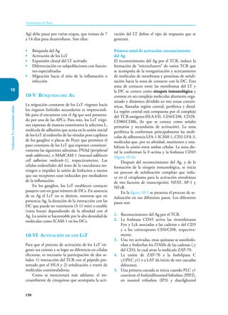 150
Inmunología de Rojas
Linfocitos
T
e
inmunidad
celular
10
Ag) debe pasar por varias etapas, que toman de 7
a 14 días para desarrollarse. Son ellas:
• Búsqueda del Ag
• Activación de los LsT
• Expansión clonal del LT activado
• Diferenciación en subpoblaciones con funcio-
nes especializadas
• Migración hacia el sitio de la inflamación o
infección
10-V Búsqueda del Ag
La migración constante de los LsT vírgenes hacia
los órganos linfoides secundarios es imprescindi-
ble para el encuentro con el Ag que será presenta-
do por una de las APCs. Para esto, los LsT vírge-
nes expresan de manera constitutiva la selectina L,
molécula de adhesión que actúa en la unión inicial
de los LsT al endotelio de las vénulas post-capilares
de los ganglios o placas de Peyer que permiten el
paso constante de los LsT que expresen constituti-
vamente las siguientes adresinas: PNAd (peripheral
node addressin), o MAdCAM-1 (mucosal addressin
cell adhesion molecule-1), respectivamente. Las
células endoteliales del resto de la vasculatura res-
tringen o impiden la unión de linfocitos a menos
que sus receptores sean inducidos por mediadores
de la inflamación.
En los ganglios, los LsT establecen contacto
pasajero con un gran número de DCs. En ausencia
de su Ag el LsT no se detiene, mientras que en
presencia Ag, la duración de la interacción con las
DC que puede ser transitoria (3-11 min) o estable
(varia horas) dependiendo de la afinidad con el
Ag. La unión se haceestable por la alta densidad de
moléculas como ICAM-1 en los DCs.
10-VI Activación de los LsT
Para que el proceso de activación de los LsT vír-
genes sea exitoso y se logre su diferencia en células
efectoras, es necesario la participación de dos se-
ñales: 1) interacción del TCR con el péptido pre-
sentado por el HLA y 2) señalización a través de
moléculas coestimuladoras.
Como se mencionará más adelante, el mi-
croambiente de citoquinas que acompaña la acti-
vación del LT define el tipo de respuesta que se
generará.
Primera señal de activación: reconocimiento
del Ag
El reconocimiento del Ag por el TCR, induce la
formación de “microclusters” de varios TCR que
se acompaña de la reorganización y acercamiento
de moléculas de membrana y proteínas de señali-
zación hacia la zona de contacto con la DC. Esta
zona de contacto entre las membranas del LT y
la DC se conoce como sinapsis inmunológica y
consiste en un complejo molecular altamente orga-
nizado y dinámico dividido en tres zonas concén-
tricas, llamadas región central, periférica y distal.
La región central está compuesta por el complejo
del TCR-antígeno-HLA-I/II, CD4/CD8, CD28-
CD80/CD86, (lo que se conoce como señales
primarias y secundarias de activación). La zona
periférica la conforman principalmente las molé-
culas de adherencia LFA-1-ICAM-1, CD2-LFA-3,
moléculas que, por su afinidad, mantienen y esta-
bilizan la unión entre ambas células. La zona dis-
tal la conforman la F-actina y la fosfatasa CD45
(figura 10-4).
Después del reconocimiento del Ag, y de la
formación de la sinapsis inmunológica, se inicia
un proceso de señalización complejo que indu-
ce en el citoplasma para la activación simultánea
de tres factores de trasncripción: NFAT, AP-1 y
NFκB.
En la figura 10-5 se presenta el proceso de se-
ñalización en sus diferentes pasos. Los diferentes
pasos son:
1. Reconocimiento del Ag por el TCR.
2. La fosfatasa CD45 activa las tirosinkinasas
Fyn y Lck asociadas a las cadenas ε del CD3
y a los correceptores CD4/CD8, respectiva-
mente.
3. Una vez activadas, estas quinasas se autofosfo-
rilan y fosforilan los ITAMs de las cadenas ζ y
del CD3, lo cual atrae la molécula ZAP-70.
4. La unión de ZAP-70 a la fosfolipasa C
γ1(PLC γ1) o a LAT da inicio de tres cascadas
diferentes.
5. Una primera cascada se inicia cuando PLC γ1
convierte el fosfatidilinositol bifosfato (PIP2),
en inositol trifosfato (IP3) y diacilglicerol
 