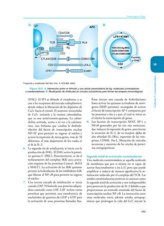 151
Inmunología de Rojas
Linfocitos
T
e
inmunidad
celular
10
(DAG). El IP3 se difunde al citoplasma, y se
une a los receptores del retículo endoplásmico,
donde induce la liberación de los depósitos de
Ca2+ hacia el citosol. El aumento intracelular
de Ca2+ estimula a la enzima calmodulina,
que es una serín/treonín-quinasa. La calmo-
dulina activada, activa a su vez a la calcineu-
rina, una fosfatasa que cataliza la desfosfo-
rilación del factor de transcripción nuclear
NF-AT para permitir su ingreso al núcleo y
activar la expresión de varios genes, más de 70
diferentes, el más importante de los cuales es
el de la IL-2.
6. La segunda vía de señalización se inicia con la
producción de DAG. El DAG activa la proteí-
na quinasa C (PKC). Posteriormente, se da el
reclutamiento del complejo IKK cuya activa-
ción requiere de las proteínas Carma1, Bcl10
y MALT1. La activación de las IKK quinasas
permite la fosforilación de los inhibidores IκB,
que liberan el NF-κB para permitir su ingreso
al núcleo.
7. Una tercera cascada de señalización se inicia
cuando ZAP-70 fosforila una proteína adapta-
dora conocida como LAT. LAT recluta varias
proteínas que permiten una transferencia de
nucleótidos de guanina de GDP a GTP para
la activación de unas proteínas llamadas Ras.
Éstas inician una cascada de fosforilaciones
hasta activar las quinasas activadoras de mitó-
genos (MAP quinasas), encargadas de activar
el factor de transcripción AP-1 compuesto por
las proteínas c-fos y c-jun, el cual se inicia en
el núcleo la transcripción de genes.
8. Los factores de transcripción NFAT, AP-1 y
NFκB generados por las tres vías menciona-
das, inducen la expresión de genes, para iniciar
la secreción de IL-2, de su receptor alpha de
alta afinidad (IL-2Rα), expresión de las inte-
grinas, CD40L, Fas-L, liberación de vesículas
secretoras y aumento de los niveles de proteí-
nas antiapoptóticas.
Segunda señal de activación: coestimulación
Una molécula coestimuladora es aquella molécula
de membrana que por si misma no es capaz de
activar funcionalmente a los LsT, pero que puede
amplificar o reducir de manera significativa la se-
ñalización inducida por el complejo del TCR. Las
señales coestimulatorias positivas se conocen como
la segunda señal de activación y son indispensables
para potenciar la producción de IL-2 debido a que
proporcionan un estímulo sostenido del factor de
transcripción nuclear NF-κB. La interacción entre
estas moléculas inicia además señales antiapop-
tóticas que prolongan la vida del LsT, inician la
Figura 10-4. A. Interacción entre un linfocito y una célula presentadora de Ag, moléculas correceptoras
y coestimuladoras. B. Reubicación de moléculas en círculos concéntricos para formar las sinapsis inmunológicas.
Traducido y modificado Nat Rev Imm. 3: 973-983, 2003.
LCK
LT
TCR
CD4/CD8
HLA
CD2
LFA1
CTLA4/CD28
CD3
Ag
LFA-3
ICAM1
APC
LFA1-ICAM1
CD2
TCR-CD3-Ag-MHC
CD28-CD80/CD86
CTLA4-CD80/CD86
ZAP70
A B
CD80/CD86
F-actina
y CD45
 