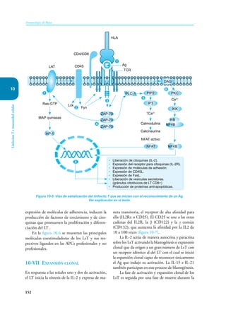 152
Inmunología de Rojas
Linfocitos
T
e
inmunidad
celular
10
expresión de moléculas de adherencia, inducen la
producción de factores de crecimiento y de cito-
quinas que promueven la proliferación y diferen-
ciación del LT .
En la figura 10-6 se muestran las principales
moléculas coestimuladoras de los LsT y sus res-
pectivos ligandos en las APCs profesionales y no
profesionales.
10-VII Expansión clonal
En respuesta a las señales uno y dos de activación,
el LT inicia la síntesis de la IL-2 y expresa de ma-
nera transitoria, el receptor de alta afinidad para
ella (IL2Rα o CD25). El CD25 se une a las otras
cadenas del IL2R, la β (CD122) y la γ común
(CD132); que aumenta la afinidad por la IL2 de
10 a 100 veces (figura 10-7).
La IL-2 actúa de manera autocrina y paracrina
sobre los LsT activando la blastogénesis o expansión
clonal que da origen a un gran número de LsT con
un receptor idéntico al del LT con el cual se inició
la expansión clonal capaz de reconocer únicamente
el Ag que indujo su activación. La IL-15 e IL-21
también participan en este proceso de blastogénesis.
La fase de activación y expansión clonal de los
LsT es seguida por una fase de muerte durante la
Figura 10-5. Vías de señalización del linfocito T que se inician con el reconocimiento de un Ag.
Ver explicación en el texto.
NFкB
NFкB
IкB
CD4/CD8
LAT CD45
Lck
Fyn
PLCγ1 PIP2
IP3
NFAT
↑Ca2+
Calmodulina
Calcineurina
NFAT activo
PKC
IKK
Ras-GTP
MAP quinasas
AP-1
Ag
TCR
HLA
1
5
6
8
3
4
2
7
• Liberación de citoquinas (IL-2).
• Expresión del receptor para citoquinas (IL-2R).
• Expresión de moléculas de adhesión.
• Expresión de CD40L.
• Expresión de FasL.
• Liberación de vesículas secretoras.
(gránulos citotóxicos de LT CD8+)
• Producción de proteínas anti-apoptóticas.
Ca2+
DAG
ZAP-70
ZAP-70
ZAP-70
 