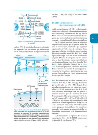 153
Inmunología de Rojas
Linfocitos
T
e
inmunidad
celular
10
Fas- FasL, TNF y TNFR I y II, así como CD40-
CD40L.
10-VIII Generación de
sub-poblaciones de LsT CD4
La diferenciación de un LsT CD4 en distintas sub-
poblaciones o fenotipos celulares está determinada
por: naturaleza y concentración del Ag; tipo de
APCs; estado de activación;microambiente de cito-
quinas que acompaña la presentación antigénica; y
presencia y cantidad de moléculas coestimuladoras.
En el capítulo anterior vimos las diferentes
subpoblaciones de LsT que se generan dentro del
timo. A continuación, veremos las que se generan
a partir de los LsTCD4 fuera de ese órgano. Hasta
hace poco se habían identificado cuatro fenotipos
diferentes conocidos como Th1, Th2, Th17 y LsT
reguladores (Treg), cada uno de los cuales secreta
un perfil diferente de citoquinas. En los últimos
años se han identificado nuevas subpoblaciones
con funciones efectoras específicas. Son ellas Th9,
Th22 y LsTFH (follicular T-helper). En la figura
10-8 se pueden apreciar las citoquinas inductoras
de cada fenotipo, los factores de transcripción res-
ponsables, las citoquinas y quimioquinas que cada
una de ellas produce, así como lmecanismos de
defensa que ellas cumplen.
Th1. La diferenciación en células comienza con la
secreción de IL-12, IL-18 e IFNα y β. Citoquinas
que son liberadas por DCs y Møs después de ser
activadas, principalmente, por patógenos intrace-
lulares. La IL-18 potencia la acción de la IL-12
en el desarrollo del fenotipo Th1. En general, la
respuesta mediada por Th1 depende del factor
de transcripción Tbet y la molécula STAT4. Es-
tos LsT producen IFNγ, IFNα, IFNβ, e IL-2. El
IFNγ activa mecanismos microbicidas en los Møs
e induce en los LsB la producción de IgG2a. Los
LsTh1 estimulan una fuerte inmunidad celular
contra patógenos intracelulares. En condiciones
anormales participan en la patogénesis de las en-
fermedades autoinmunes y de hipersensibilidad
retardada.
La IL2 incrementa la expresión del factor de
transcripción Tbet y del IL-12Rβ2, para sostener
el desarrollo de este fenotipo Th1.
cual un 90% de las células efectoras es eliminado
por apoptosis. Los mecanismos que inducen esta
fase de contracción o muerte incluyen interacciones
Figura 10-6. Moléculas coestimuladoras
de los LsT.
CD28
OX40
PD1
CTIA-4
(CD152)
TCR
CD4/8
LT APC
B7-1 (CD80)
B7-2 (CD86)
OX40L
B7-1 (CD80)
B7-2 (CD86)
PD-L1
PD-L2
ICOSL
ICOS
Figura 10-7. Activación de un linfocito T. La primera
señal está dada por la presentación de un Ag, la se-
gunda por la interacción de moléculas coestimuladoras,
que inducen la producción de IL-2, citoquina que actuando
autónomamente induce la proliferación y diferenciación del
linfocito para generar un clon que reaccionará ampliamen-
te pero exclusivamente con el Ag que inició la activación.
CD28
CD40
CD40L
IL-2
G1
G2
M
S
NFAT
Calcineurina
MAP kinasa
PCK
AP-I
↑proliferación
↑diferenciación
NF-Kβ
β7
Señal 1 Señal 2 APC
LT
 