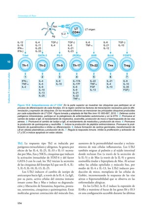 154
Inmunología de Rojas
Linfocitos
T
e
inmunidad
celular
10
Th2. La respuesta tipo Th2 es inducida por
patógenos extracelulares y alérgenos. Se genera por
efecto de las IL-4, IL-25, IL-33 e IL-11 secreta-
das por Mas, Eos y NKTs, citoquinas que inducen
la activación intracelular de STAT-6 y del factor
GATA-3 con lo cual, los Th2 inician la secreción
de las citoquinas del fenotipo h2 que son IL-4, IL-
5, IL-9, IL-10, IL-13, IL-25.
Los LTh2 inducen el cambio de isotipo de
anticuerpos hacia IgE, a través de la IL-4. La IgE,
por su parte, activa células del sistema inmune
innato como Bas y Mas e induce su degranula-
ción y liberación de histamina, heparina, protea-
sas, serotonina, citoquinas y quimioquinas. Estas
moléculas generan contracción del músculo liso,
aumento de la permeabilidad vascular y recluta-
miento de más células inflamatorias. Los LTh2
también migran al pulmón y al tejido intestinal
donde reclutan Eos (a través de la secreción de
la IL-5) y de Mas (a través de la IL-9) y genera
eosinofilia tisular e hiperplasia de Mas. Al actuar
sobre las células epiteliales y músculo liso, por
medio de IL-4 e IL-13, los LTh2 inducen pro-
ducción de moco, metaplasia de las células de
Goblet, incrementando la respuesta de las vías
aéreas o hipersensibilidad que se observa en las
enfermedades alérgicas.
En los LsTh2, la IL-2 induce la expresión de
IL4Rα y mantiene el locus de los genes Il4 e Il13
en una configuración accesible durante las últimas
Figura 10-8. Subpoblaciones de LT CD4+
En la parte superior se muestran las citoquinas que participan en el
proceso de diferenciación de cada fenotipo. En la región central los factores de transcripción necesarios para la dife-
renciación y expresión de citoquinas. En los recuadros inferiores se mencionan las principales citoquinas producidas
por cada subpoblación de LT CD4+
. Figura tomada y adaptada de Nat Rev imm 10: 683-687, 2010. 1. Defensa contra
patógenos intracelulares, participa en la patogénesis de enfermedades autoinmunes y en la DTH. 2. Promueve el
cambio de isotipo a IgE, el reclutamiento de mastocitos, eosinofilia, producción de moco e hiperrespuesta de las vías
aéreas. 3. Promueve el cambio de isotipo a IgE, el reclutamiento de mastocitos y producción de moco. 4. Promueve
la producción de quimioquinas y neutrofilia. 5. Induce la producción de péptidos antimicrobianos. Promueve la proli-
feración de queratinocitos e inhibe su diferenciación. 6. Induce formación de centros germinales, transformación de
LB en células plasmáticas y producción de Ac. 7. Regula la respuesta inmune. Inhibe la proliferación y activación de
LT y DC e induce apoptosis en estas células.
LT
CD4+
Th-2 Th-9 Th-17 Th-22 Tfh Treg
Th-1
IL-2
LT virgen
Ag
Apc
IL-12
IL-18
IFN-α
IFN-β
IFN-γ
TNF-α
IL-2
IL-4
IL-5
IL-9
IL-10
IL-13
IL-25
IL-17A
IL-17F
IL-6
IL-9
IL-21
IL-22
TNF-α
IL-21
IL-4
IL-10
IL-9
IL-10
IL-35
FGFβ
IL-22
TNF-α
FGF
IL-13
IL-9
IL-10
T-bet GATA-3 PU-1 AHR FOXP3
BcI-6
(ROR)c
IL-4
IL-11
IL-25
IL-33
IL-6
IL-21
IL-12
IL-6
TNF-α
TGF-β
IL-4
TGF-β
IL-6
IL-21
IL-23
TGF-β
IL-10
1 2 3 4 5 6 7
 