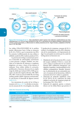 156
Inmunología de Rojas
Linfocitos
T
e
inmunidad
celular
10
Las células CD4+CD25-
FOXP3-
de la periferia
pueden diferenciarse hacia LsTreg en presencia
de IL-10 y TGF-β y por la interacción con DCs
En contraste, la diferenciación de estas células es
inhibida cuando las DCs maduras producen IL-6.
La presencia de LsTreg es esencial para preve-
nir el desarrollo de enfermedades autoinmunes
y evitar procesos y alergias. También, son esen-
ciales en la inducción de tolerancia a trasplantes
alogénicos, así como, y hacia el feto durante el
embarazo. Estas células inhiben la activación,
proliferación y funciones efectoras de un amplio
rango de células que incluyen CD4 y CD8 que es-
capan a la selección negativa del timo, NK, NKT,
LB y APC. Como un arma de doble filo, los LTreg
también pueden inhibir respuestas antitumorales,
lo cual favorece el desarrollo de algunos tumores
(tabla 10-2).
Los mecanismos de acción de los LsTreg se
resumen en la figura 10-10 se dividen en mecanis-
mo de consumo de IL-2, los dirigidos a las células
Figura 10-9. Funciones de los TFH. Esta subpoblación celular expresa más moléculas coestimuladoras que otras
subpoblaciones y un TCR con mayor afinidad por el Ag. El LTFH permanece en los órganos linfoides y estimula los LB
a formar centros germinales y a diferenciarse en células productoras de Ac. Figura tomada y adaptada de Nat Rev
Imm 9: 757-766, 2009.
TFH
OX40
ICOS
TCR
CD40L
LB
OX40L
ICOSL
HLA II
CD40
IL-21
CXCL3
CXCL3
Alta coestimulación
Formación de centros
germinales
Cambios de isotipo de las Ig
y aumento de afinidad
Plasmocitogénesis
CXCR5
IL-4
IL-10
T (producción de citoquinas, consumo de IL-2 y
citolisis) y los dirigidos contra las APCs (disminu-
ción de la coestimulación, y de lapresentación de
Ags). Los principales mecanismo por los cuales los
LsTreg ejercen su funciones son:
• Modulación de la función de las DCs a través
del receptor inhibidor CTLA-4, a través del
cual se induce la producción de una enzima
llamada IDO (indolamina deoxigenasa), que
degrada el triptófano, transformándolo en me-
tabolitos proapoptóticos llamados kinureni-
nas. La disminución de este aminoácido esen-
cial y el aumento de las kinureninas, inhibe la
activación de los LsT e induce su apoptosis.
• Liberación de moléculas reguladoras como
IL-10, TGF-β, IL-35 y adenosina, las cuales
inhiben la secreción de citoquinas propias de
los fenotipos Th1, Th2 y Th17.
• Inducción de apoptosis, gracias a contacto
directo con las células blanco que permite el
Efectos favorables Efectos perjudiciales
• Controlan la homeostasis de los LT.
• Previenen enfermedades autoinmunes.
• Inducen tolerancia a trasplantes.
• Evitan el rechazo inmunológico del feto.
• Interfieren negativamente en la respuesta inmune contra tumores.
• Interfieren en la respuesta inmune efectiva contra enfermedades infecciosas.
• Disminuyen la intensidad de la respuesta inducida por vacunas.
Tabla 10-2. Funciones de los LTreg.
 