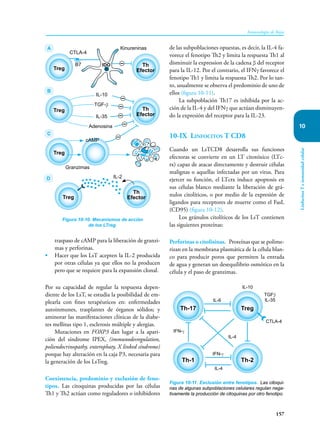 157
Inmunología de Rojas
Linfocitos
T
e
inmunidad
celular
10
traspaso de cAMP para la liberación de granzi-
mas y perforinas.
• Hacer que los LsT acepten la IL-2 producida
por otras células ya que ellos no la producen
pero que se requiere para la expansión clonal.
Por su capacidad de regular la respuesta depen-
diente de los LsT, se estudia la posibilidad de em-
plearla con fines terapéuticos en: enfermedades
autoinmunes, trasplantes de órganos sólidos; y
aminorar las manifestaciones clínicas de la diabe-
tes mellitus tipo 1, esclerosis múltiple y alergias.
Mutaciones en FOXP3 dan lugar a la apari-
ción del síndrome IPEX, (immunodesregulation,
poliendocrinopathy, enterophaty, X linked síndrome)
porque hay alteración en la caja P3, necesaria para
la generación de los LsTreg.
Coexistencia, predominio y exclusión de feno-
tipos. Las citoquinas producidas por las células
Th1 y Th2 actúan como reguladores o inhibidores
de las subpoblaciones opuestas, es decir, la IL-4 fa-
vorece el fenotipo Th2 y limita la respuesta Th1 al
disminuir la expression de la cadena β del receptor
para la IL-12. Por el contrario, el IFNγ favorece el
fenotipo Th1 y limita la respuesta Th2. Por lo tan-
to, usualmente se observa el predominio de uno de
ellos (figura 10-11).
La subpoblación Th17 es inhibida por la ac-
ción de la IL-4 y del IFNγ que actúan disminuyen-
do la expresión del receptor para la IL-23.
10-IX Linfocitos T CD8
Cuando un LsTCD8 desarrolla sus funciones
efectoras se convierte en un LT citotóxico (LTc-
tx) capaz de atacar directamente y destruir células
malignas o aquellas infectadas por un virus. Para
ejercer su función, el LTctx induce apoptosis en
sus células blanco mediante la liberación de grá-
nulos citolíticos, o por medio de la expresión de
ligandos para receptores de muerte como el FasL
(CD95) (figura 10-12).
Los gránulos citolíticos de los LsT contienen
las siguientes proteínas:
Perforinas o citolisinas. Proteínas que se polime-
rizan en la membrana plasmática de la célula blan-
co para producir poros que permiten la entrada
de agua y generan un desequilibrio osmótico en la
célula y el paso de granzimas.
Figura 10-10. Mecanismos de acción
de los LTreg.
Treg
Th
Efector
Treg
IDO
CTLA-4
B7
Kinureninas
Th
Efector
IL-10
Adenosina
TGF-β
IL-35
Treg
Granzimas
cAMP
A
B
C
D
Treg
Th
Efector
IL-2
Figura 10-11. Exclusión entre fenotipos. Las citoqui-
nas de algunas subpoblaciones celulares regulan nega-
tivamente la producción de citoquinas por otro fenotipo.
Th-17 Treg
Th-1 Th-2
IL-6
IL-4
IL-10
TGFβ
IL-35
IL-4
IFN-γ
IFN-γ
CTLA-4
 