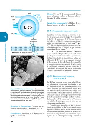 158
Inmunología de Rojas
Linfocitos
T
e
inmunidad
celular
10
Granzimas o fragmentinas. Proteasas que ac-
túan en las mitocondrias y fragmentan el ADN.
Granulolisinas. Participan en la degradación de
lípidos de membrana.
Liberan IFNγ y el TNF, importantes en la defensa
contra infecciones virales y en el control dela pro-
liferación de células tumorales
Calreticulina y catepsina G. Inhibidores de per-
forinas. Protegen al LsTctx de la autolisis.
10-X Finalización de la activación
Cuando la respuesta inmune ha cumplido su la-
bor de defensa, es desactivada por la producción
de IL-10 y la generación de LsTreg que frenan a
los LsTh1 y LsTh2. Otro mecanismo de desacti-
vación está controlado por la molécula CTLA-4,
(CD152) que induce rápidamente tolerancia pe-
riférica y anergia los LsT después de que sean esti-
mulados a través de sus TCR.
La CTLA-4 posee una afinidad 1.000 veces
mayor por las CD80 y CD86 que la CD28, por lo
que desplaza la acción de este última, disminuyen-
do la coestimulación y transmitiendo señales de
inhibición. El CTLA-4 es un regulador negativo
de la respuesta de los LsT. Rebaja la producción
de varias citoquinas, especialmente de la IL-2, con
lo cual frena la progresión del ciclo celular. En el
capítulo 15 estudiaremos los demás mecanismos
de regulación negativa de la respuesta inmune.
10-XI Desarrollo de memoria
inmunológica
Los LsT de memoria surgen como subpoblacio-
nes diferenciadas a partir de la proliferación de los
LsT vírgenes durante una respuesta primaria. Son
células pequeñas que permanecen en reposo (fase
G0 del ciclo celular) durante mucho tiempo, con
lento recambio celular. Presentan un fenotipo de
célula activada y en general, poseen el mismo tipo
de moléculas de membrana que los LsT efectores.
De hecho, los LsT de memoria y los LsT efectores
son difíciles de distinguir entre sí, salvo que los
primeros están en fase G0.
Después de un segundo reto por el Ag que
indujo su aparición, los LsTmemoria sufren una
segunda expansión clonal, la cual, es más rápida
e intensa que la respuesta primaria en las secreció-
ncitoquinas que participan en las eliminan al pa-
tógeno. Ello se debe en parte a que poseen menos
Figura 10-12. Linfocitos citotóxicos. El esquema su-
perior muestra cómo las perforinas se polimerizan sobre
la membrana de la célula blanco formando microtúbulos
por los cuales penetran las granzimas. La fotografía al
microscopio electrónico muestra el contacto de un LTctx
con una célula tumoral, la de mayor tamaño, y cómo
ésta muere por apoptosis. Cortesía del Dr. A. Liepins del
Sloan Kettering Institute, New York.
TCR
Perforina
Granzimas
IFN-γ
LTctx
TNF-α
FasL
Membrana de la célula blanco
CD-8
 
