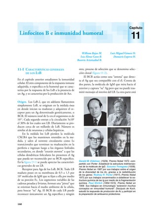 160
William Rojas M.
Luz Elena Cano R.
Beatriz Aristizábal B.
Luis Miguel Gómez O.
Damaris Lopera H.
Linfocitos B e inmunidad humoral
Capítulo
11
11-I Características generales
de los LsB
En el capítulo anterior estudiamos la inmunidad
celular. El otro componente de la respuesta inmune
adquirida, o específica es la humoral que se carac-
teriza por la respuesta de los LsB a la presencia de
un Ag, y se caracteriza por la producción de Acs.
Origen. Los LsB-2, que en adelante llamaremos
simplemente LsB, se originan en la médula ósea
en donde inician su maduran y adquieren el re-
ceptor para un Ag determinado genéticamente, o
BCR. El número total de Ls en el organismo es de
1012
. Cada segundo entran a la circulación 5x106
el 30% de los cuales son LB. Diariamente se pro-
ducen cerca de un millardo de LsB. Número es
similar al de neuronas y células hepáticas.
En la médula los LsB pierden la molécula
CXCR4 que los mantienen retenidos en la me-
dula, y salen al torrente circulatorio como Ls
transicionales que terminan su maduración en la
periferia e ingresan luego a los órganos linfoides
secundarios, en donde “estarán atentos” a que las
células dendríticas foliculares les presenten el Ag
que pueda ser reconocido por su BCR específico.
En la figura 11-1 se puede apreciar las característi-
cas generales de un LB.
Receptor para Ags de los LsB, BCR. Todo LB
maduro posee en su membrana de 0,5 a 1,5 por
105
moléculas de IgM que se fijan a ella por medio
de su porción Fc. Los segmentos variables de las
cadenas pesadas y livianas, forman una “pinza” que
se orientan hacia el medio ambiente de la célula,
para buscar “su” Ag. El BCR de cada LB puede
reconocer únicamente un Ag específico y ningún
otro, proceso de selección que se denomina selec-
ción clonal (figura 11-2).
El BCR actúa como una “antena” que detec-
ta el Ag que sea compatible con el él. Consta de
dos partes, la molécula de IgM que mira hacia el
exterior y captura “su” Ag pero que no puede tras-
mitir mensajes al interior del LB. La otra parte está
Gerald M. Edelman (1929), Premio Nobel 1972, com-
partido con Porter. Estableció la estructura tridimensio-
nal de la molécula de IgG. Susumu Tonegawa (1938),
Premio Nobel en 1987 por sus trabajos sobre el origen
de la diversidad de los Ac, gracias a la redistribución
de los genes. Rodney R. Porter (1917), Premio Nobel
1972 por sus trabajos encaminados a establecer la es-
tructura química de las Ig por medio de la fragmentación
química. Paul Ehrlich (1854-1915). Premio Nobel en
1908. Sus trabajos en inmunología “aclararon muchos
conceptos en inmunidad humoral”. Discípulo de Koch,
estudió la respuesta de producción de Ac y participó en
la preparación de antisueros protectores.
 