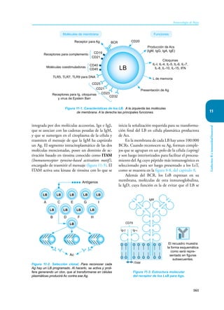 161
Inmunología de Rojas
Linfocitos
B
e
inmunidad
humoral
11
integrada por dos moléculas accesorias, Igα e Igβ,
que se asocian con las cadenas pesadas de la IgM,
y que se sumergen en el citoplasma de la célula y
trasmiten el mensaje de que la IgM ha captúralo
un Ag. El segmento intracitoplasmático de las dos
moléculas mencionadas, posee un dominio de ac-
tivación basado en tirosina conocido co­
mo ITAM
(Immunoreceptor tyrosine-based activation motif),
encargado de trasmitir el mensaje (figura 11-3). El
ITAM activa una kinasa de tirosina con lo que se
inicia la señalización requerida para su transforma-
ción final del LB en célula plasmática productora
de Acs.
En la membrana de cada LB hay unos 100.000
BCRs. Cuando reconocen su Ag, forman comple-
jos que se agrupan en un polo de la célula (caping)
y son luego interiorizados para facilitar el procesa-
miento del Ag cuyo péptido más inmunogénico es
seleccionado para ser luego presentado a los LsT,
como se muestra en la figura 8-8, del capítulo 8.
Además del BCR, los LsB expresan en su
membrana, moléculas de otra inmunoglobulina,
la IgD, cuya función es la de evitar que el LB se
Figura 11-1. Características de los LB. A la izquierda las moléculas
de membrana. A la derecha las principales funciones.
LB
BCR
Receptor para Ag
Receptores para complemento
Moléculas coestimuladoras
TLR5, TLR7, TLR9 para DNA
Receptores para Ig, citoquinas
y virus de Epstein Barr
Producción de Acs
(IgM, IgG, IgA, IgE)
Citoquinas
IL-I, IL-4, IL-5, IL-6, IL-7,
IL-8, IL-10, IL-15, IFN
L de memoria
Presentación de Ag
CD19
CD40
CD45
CD25
CD21
CD32
CD23
Moléculas de membrana Funciones
CD21
CD20
Figura 11-2. Selección clonal. Para reconocer cada
Ag hay un LB programado. Al hacerlo, se activa y proli-
fera generando un clon, que al transformarse en células
plasmáticas producirá Ac contra ese Ag.
LB
LB
LB
LB
LB
LB
LB
LB
LB
LB
A
B
C E G I
D F H
Ac
Antígenos
Figura 11-3. Estructura molecular
del receptor de los LsB para Ags.
El recuadro muestra
la forma esquemática
como será repre-
sentado en figuras
subsecuentes.
IgM
Ig-β Ig-α
ITAM
CD79
 