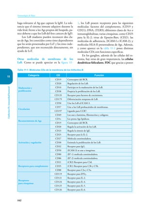 162
Inmunología de Rojas
Linfocitos
B
e
inmunidad
humoral
11
haga tolerante al Ag que capture la IgM. La tole-
rancia que el sistema inmune adquiere durante la
vida fetal, frente a los Ags propios del hospede, pa-
rece deberse a que los LsB del feto carecen de IgD.
Los LsB maduros pueden reconocer dos cla-
ses de Ags, los conocidos como timo dependientes
que les serán presentados por LsT y los timo inde-
pendientes, que son reconocido directamente, sin
ayuda de LsT.
Otras moléculas de membrana de los
LsB. Como se puede apreciar en la figura 11-
1, los LsB poseen receptores para las siguientes
moléculas: factores del complemento, (CD19 y
CD21); DNA, (TLR9); diferentes clases de Acs o
inmunoglobulinas; varias citoquinas, como CD25
para la IL-2; virus de Epstein-Barr, (CD21; las
moléculas de adherencia, (ICAM-I e ICAM-2); y
moléculas HLA-II presentadoras de Ags. Además,
y como aparece en la tabla 11-1 posee distintas
moléculas CDs con funciones específicas.
En los ganglios, además de las células del es-
troma, hay otras de gran importancia, las células
dendríticas foliculares, FDC que gracias a poseer
Tabla 11-1. Moléculas CDs de la membrana de los linfocitos B.
Categoría CD Función
Maduración y
proliferación
CD19 Correceptor del BCR.
CD20 Regulación de los LsB.
CD10 Participa en la maduración de los LsB.
CD38 Propicia la proliferación de los LsB.
CD135 Receptor para factores de crecimiento.
CD179 Diferenciación temprana de LsB.
Circulación
CD50 Une los LsB al ICAM-3.
CD57 Une a los LsB prolisacáridos de membranas.
CD197 Ligando para CCR7.
CD49 Los une a laminina, fibronectina y colágeno.
Reconocimiento de Ags
CD1s Les presta Ags lipídicos.
CD19 Correceptor del BCR.
Activación y regulación
CD20 Regula la activación de los LsB.
CD23 Regula la síntesis de IgE.
CD25 Receptor para la IL-2.
CD27 Molécula coestimuladora.
CD30 Estimula la proliferación de los LsB.
CD32 Receptor para IgG.
CD50 (ICAM-3) se une a integrinas.
CD80 (B7-1) molécula coestimuladora.
CD86 (B7-2) molécula coestimuladora.
Receptores para complemento
CD21 (CR2) Receptor para C3d.
CD35 (CR1) Receptor para C3b y C5b.
CD88 Receptor para C3a y C5a.
Receptores
para citoquinas
CD119 Receptor para IFNγ.
CD121 Receptor para IL-2.
CD124 Receptor para IL-4.
CD125 Receptor para IL-5.
CD126 Receptor para IL-6.
 