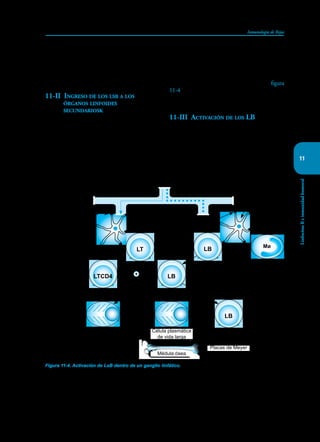 163
Inmunología de Rojas
Linfocitos
B
e
inmunidad
humoral
11
los receptores CR1 para el complemento y Fc para
toda clase de Igs, pueden atrapar complejos inmu-
nes (moléculas formadas por la unión de Ag con
un factor del complemento o con un Ac) y presen-
társelos a los LsB de los folículos linfoides.
11-II Ingreso de los lsb a los
órganos linfoides
secundariosk
Los LsB maduros son llamados por CXCL13, co-
nocida como factor quimioatractante de los LsB,
generada en los folículos linfoides de los ganglios
linfáticos Las moléculas LFA-1 e ICAM-1 les per-
miten adherirse al endotelio vascular de las venas
poscapilares, para poder pasar del torrente circula-
torio al parénquima de estos órganos y buscar si a
ellos ha llegado su Ag. Si no lo encuentran, salen
nuevamente al torrente circulatorio para ir a otros
ganglios y continuar la búsqueda. Si pasados dos o
tres días no encuentran el Ag, mueren por apop-
tosis. Si lo encuentran se localizan en los folículos
linfoides en donde entran en un proceso de acti-
vación que veremos a continuación. En la figura
11-4 se describe el ingreso de los Ags al ganglio
linfático y su encuentro con los LsB.
11-III Activación de los LB
La activación de un LB se inicia con la present-
ación del Ag por alguna de las siguientes células:
DCs, Møs, LsT o células dendríticas foliculares.
Esta activación es seguida por la proliferación y
transformación de los LsB en célula plasmática
productora de Acs contra el Ag. El LB activado
aumenta su tamaño, incrementa su movilidad y ac-
Figura 11-4. Activación de LsB dentro de un ganglio linfático. Los Ags libres o que hacen parte de un complejo
inmune (Ag-complemento, o Ag-Ig) entran al ganglio por los canales linfáticos y son trasportados a los folículos
linfoides por canaliculus especiales. En los folículos son capturados por las células dendríticas foliculares que los
presentan a los LsB vírgenes cuyo BCR sea específico para el determinado Ag. Estos los procesan y presentan a los
LsTCD4 que, al ser activados inducen la trasformación de los LsB en células plasmáticas productoras de Acs contra
el Ag y en células de memoria.
LB
LB
LB
LT
LTCD4
Activado
Memoria
Virgen Virgen
Activado
Célula plasmática
de vida corta
Célula plasmática
de vida larga
Médula ósea
Placas de Meyer
Ags
Ags libres y complejos
inmunes
Célula dendrítica
foliculares
Canalículos
Espacio subcapsular
Mø
 