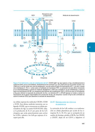 165
Inmunología de Rojas
Linfocitos
B
e
inmunidad
humoral
11
Figura 11-5. Activación y vías de señalización del LB. El BCR (IgM + Igα Igβ) captura un Ag y simultáneamente la
molécula CD45, que es una fosfatasa, desfosforila las tres quinasas Lyn, Fyn y BLK para que se puedan acoplar a los
ITAM con lo cual se inician dos vías de señalización: una que activa el factor de transcripción AP-1, y la otra, a través
de la fosfolipasa-C, PLC-γ1, actúa sobre el fosfolípido de membrana PIP2. La activación de este último incrementa
el Ca intracitoplasmático y genera la molécula diacilglicerol o DAG que completa la vía de señalización y activa el
factor de transcripción NF-kB. Los receptores para factores del complemento CD21 y CD19 se unen al C3d adherido
al Ag para reforzar la respuesta de producción de Acs. Los factores AP-1 y NF-kB ingresan al núcleo y activan la
transcripción de los genes responsables de la producción de Ag y de citoquinas. Cuando el Ag ha sido controlado se
activa la molécula CD22 que desactiva la cascada de desactivación.
Fyn BLK
Lyn
Fyn
BIK
ITAM
PIP2
ITIM
CD22
Desactivación
PLCγ1
BLNK
Ras
Mak
AP-1
DAG
PKC
NF-кB
IP3
TCa2
↑
Activación
de enzimas
Ac Citoquinas
Ag
BCR
CD45
CD19
C3d
Receptores para
complemento Molécula de desactivación
CD21-(CR2)
–
Igα Igβ
Lyn
1
7
4
2
3
6
5
8
9
tas células expresan las moléculas CXCR5, CD30
e ICOS. Esta última molécula interactúa con su
ligando, ICOSL, que se encuentran en células pre-
sentadoras de Ags. La unión ICOS-ICOSL indu-
ce la producción de IL-21 por parte de los LsT,
citoquina que actúa paracrinamente para activar
las LsTfh y además a los LsB que expresen el re-
ceptor para ella.
11-V Generación de células
plasmáticas
La activación de los LsB conduce a su trasforma-
ción en células plasmáticas por acción de las ci-
toquinas IL-2 e IL-10 y que se acompaña de un
cambio de fenotipo, pierden el BCR y las CXCR5
y CXCR7, dejan de ser CD19 y adquieren el
 