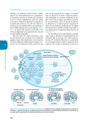 166
Inmunología de Rojas
Linfocitos
B
e
inmunidad
humoral
11
CXCR4 y las moléculas CD20, CD22 y MHC
clase II. Las células plasmáticas no se reproducen,
su citoplasma aumenta en tamaño por crecimien-
to de su retículo endoplásmico, para dar cabida
a una gran cantidad de ribosomas encargados de
la producción masiva de Acs. De esta manera se
convierte en una verdadera fábrica que puede pro-
ducir 2.000 moléculas de Acs por segundo (figura
11-6). Se liberan del contacto con las DCs y los
LTh para migrar del centro germinal a los senos de
la zona medular del ganglio.
Hay dos clases de células plasmáticas: unas
de corta duración que se ubican en la medula del
ganglio y luego salen rápidamente a la circulación
y buscan el lugar por donde ingresó el Ag para ini-
ciar in situ, la producción de Acs contra ese Ag;
otras son de larga duración y migran a la médula
ósea y se ubican en su nicho e inician la produc-
ción prolongada, en ocasiones indefinida, de Acs
IgG, con lo cual se asegura una defensa, que pue-
de ser permanente, contra el Ag que las generó.
La ubicación en su nicho especial se logra por el
efecto de una molécula producida por las células
del estroma de la medula conocida como SDF-1,
y su supervivencia se asegura por efecto de la IL-16
(figura 11-7).
Los Acs difieren en su especificidad, cantidad,
clase, isotipo y afinidad. La especificidad por de-
terminado Ags les permite a Los LsB reconocer-
lo entre 108
moléculas diferentes. La cantidad de
Acs producida permite medir la magnitud de la
respuesta. Por su clase se determina si estos esta-
Figura 11-6. Formación de los centros germinales. La llegada del Ag al ganglio desencadena un proceso de
activación y reproducción de los Ls capaces de reconocer ese Ag con lo cual el folículo primerario se transforma en
un centro germinal generador de células plasmáticas y de LsB de memoria.
Hipermutación somática
Incremento de la afinidad Diferenciación
Expansión
clonal
LTh
LTh
LTh
LB
FDC
LB Th
LB
LB
LB LB
LB LB
LB
LB
CD44
Selectina L
CD45
Linfocito B
de memoria
IL-12
Zona clara
Zona oscura
Folículo primario
Médula Corteza
Centros germinales
Linfoblasto
Cordones medulares
de células plasmáticas
5-10 días
3-5 días
2 días
LTh
LTh
Tfh
 