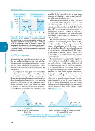 168
Inmunología de Rojas
Linfocitos
B
e
inmunidad
humoral
11
11- VII Anticuerpos
Al principio de este capítulo mencionamos que los
Acs son moléculas gluco­
proteicas especializadas,
llamadas también inmuno­
globu­
linas (Igs), produ-
cida por células plasmáticas y que tienen la carac-
terística de reaccionar específicamente con un Ag
determinado.
La composición de las Igs es de un 82% a 96%
proteica y un cuatro a 18% de carbohidratos. La
parte proteica está constituida por un tetrapépti-
do, que a diferencia de las demás proteínas, tienen
dos regiones funcionales diferentes. Una encargada
del reconocimiento del Ag, que posee gran varia-
bilidad por cuanto tiene la capacidad de reconocer
un número casi ilimitado de moléculas diferentes,
y otra efectora, de constitución constante y con
capacidad de fijar el complemento, de obrar como
opsonina, o de facilitar el paso de Acs a través de
ciertas barreras como la placenta.
Los Acs representan entre un 10% y un 20%
de las proteínas totales del plasma. Como se verá
más adelante pueden ser de varias clases, que se
reconocen con los nombres de IgA, IgG, IgM,
IgE e IgD. Su estructura básica es similar en to-
das ellas, con variaciones pro­
pias de cada una y
con diferencias moleculares que les confieren la
especificidad de reaccionar con determinado Ag
y no con otros.
En condiciones normales, un organismo adul-
to sintetiza de dos a cuatro gramos diarios de Acs.
La vida media de cada clase de Ig es distinta. De
quince a veinte días para la IgG, de cuatro a cinco
para la IgA e IgM. Parte del catabolismo de los Acs
lo hace el sistema reticuloendotelial del hígado.
Otra se pierde en la saliva, calostro y la leche, o en
las secreciónes de los tractos respiratorio, digestivo
y gastrointestinal.
La concentración de Acs dentro del organismo
tiene variaciones considerables. La IgG, dado su
peso molecular de 180 kDa, pasa fácilmente del
torrente circulatorio hacia los tejidos, y se encuen-
tra en buenas cantidades en el humor acuoso y en
los líquidos cefalorra­
quídeo, si­
novial, amniótico,
peritoneal, así como en los líquidos intersticiales.
Por otra parte, la IgM, que tiene un peso mo­lecular
de 900 kDa no sale del torrente circulatorio a los
tejidos sino en condiciones excepcionales y su ma-
yor concentración es, por lo tanto, intravascular.
La IgA es la más abundante en secreciones como
la saliva, lágrimas, moco nasal y traqueobronquial,
líquidos intes­
tinales, bilis, orina, calostro y en la
leche (figura 11-10).
Figura 11-9. Respuestas primaria y secundaria de
producción de Acs. Cuando un Ag entra por primera
vez, la programación del clon de LsB que producirá los
Acs contra él tarda de siete a 10 días. El Ac producido
es de la clase IgM. Cuando el mismo Ag ingresa por
segunda vez, la respuesta de memoria permite una acti-
vación de los LsB correspondientes a los 12 a 18 horas,
y en esta ocasión las células plasmáticas generadas
producirán Acs IgG.
100.000
10.000
1.000
100
10
1
0
0 7 14 21 28 35 42
Logaritmo
del
título
de
Ac
Primer estímulo
antigénico
Segundo estímulo
antigénico
IgM IgG
Días
Respuesta
primaria
Respuesta
secundaria
Figura 11-10. Concentración de las diferentes clases de Igs en secreciones
y en líquidos internos, según la electroforesis de proteínas.
IgG
IgA
IgD IgE IgG
IgA
IgE
IgD
IgM
IgM
INTERNAS
Humor acuoso, L. cefaloraquídeo
L. sinovial
EXTERNAS
Saliva, lágrimas, M. nasal, M. tráqueobronquial
L. intestinal, bilis, orina
 