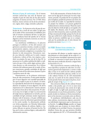 169
Inmunología de Rojas
Linfocitos
B
e
inmunidad
humoral
11
Barreras al paso de anticuerpos. En el sistema
nervioso central hay una serie de barreras que
impiden el paso de toda clase de Acs del torrente
sanguíneo al sistema nervioso. Ver 12-VIII. Otras
barreras, menos estrictas son las de las articulacio-
nes, vagina, útero, vejiga, testículos y placenta.
Transcistosis. Es el proceso activo de paso de mo-
léculas de Acs a través de una célula. La IgG pasa
de la madre al feto atravesando el trofoblasto para
salir al torrente circulatorio del feto. La IgA pasa
de la membrana basal del epitelio de la mucosa
digestiva a la luz intestinal a través de, no entre, las
células de la mucosa.
Las membranas trofoblásticas y la placenta
protegen al embrión y al feto del contacto con
gérmenes y proteínas extrañas, creando un medio
prác­
ticamente aséptico, razón por la cual el feto
no recibe estímulos antigénicos y no produce Acs
durante la vida intrauterina. Únicamente cuan-
do una infección sufrida por la madre traspasa
la placenta e infecta al feto, éste empieza a pro-
ducir sus propios Acs que son de la clase M. La
presencia en el cordón umbilical de IgM es indi-
cativa de que el feto sufrió algún proceso infec-
cioso durante su vida intrauterina. En el último
trimestre del embarazo pasan de la madre al feto,
por transcistosis, grandes cantidades de IgG que
protege al niño de las infecciones durante el parto
y primeros meses de vida.
Posteriormente, en las primeras veinticuatro
horas de vida extrauterina, el niño podrá absorber
por el tracto digestivo una cantidad apreciable de
Acs que la madre le pasa en el calostro y la leche.
La capacidad de absorción de Acs desaparece rápi-
damente al madurar el tracto digestivo. De ahí la
importancia de la alimentación materna durante
las primeras horas de la vida extrauterina. El calos-
tro es muy rico en IgG y en IgA. La concentración
de la IgG decrece rápidamente en la leche, pero las
cantidades de IgA continúan siendo importantes
durante toda la lactancia y de gran utilidad para
la defensa contra las infecciones gastrointestinales
en los recién nacidos. La alimentación artificial,
con leches preparadas con fórmulas balanceadas
en proteínas, hidratos de carbono, lípidos y vita-
minas, fa­
lla por no aportar al lactante los Acs. No
hay, por lo tanto, sustituto lógico y adecuado de la
alimentación materna.
En la vida extrauterina, al iniciar el niño el con-
tacto con los Ags que le entran por vía oral y respi-
ratoria, procede a la producción de sus propios Acs
para reemplazar, pasados los primeros seis meses, los
que recibía de la madre. La capacidad de sintetizar
sus propios Acs obedece a un pro­
ceso gradual de
maduración de su sistema inmune. Hacia los cuatro
años de edad, los niveles de IgG ya son iguales a los
del adulto. No obstante, entre el cuarto y quinto
meses de vida extrauterina, existe un período crítico
de baja concentración de IgG, porque los Acs de esta
clase que recibió de la madre durante el embarazo,
sufren un proceso catabólico que no es compen-
sado por los producidos por el niño durante los
primeros seis meses (figura 11-11).
11-VIII Estructura general de
las inmunoglobulinas
Las proteínas del plasma se pueden separar por
electroforesis en varias bandas, de las cuales la γ y
la β, las de menor movilidad, representan las zonas
en donde se concentra la mayor parte de los Acs.
Sólo unas pocas moléculas alcanzan a migrar hasta
las fracciones α2 y α1.
Hay características comunes a todas las Igs, y
otras específicas o propias de cada clase. La carac-
terística general más importante y común a todas
ellas se basa en la unión de dos cadenas pesadas
(H) de 440 aminoácidos cada una, unida a su vez
a dos cadenas livianas (L) de 220 aminoácidos
cada una. La unión de las dos cadenas livianas a
las dos pesadas forma una especie de pinza, encar-
gada de atrapar el Ag (figura 11-12).
Esta estructura básica de dos cadenas livianas
unidas a dos pesadas, que a la vez se unen entre
sí, forma de pre­
sentación más común de la IgG,
la IgD y la IgE. La IgM suele presentarse predo-
minantemente en una forma pentamérica. La IgA
puede circular en el plasma en forma mono­
mérica,
pero en las mucosas es secretada como un dímero.
Si estudiamos individualmente cada una de
estas cadenas, encontraremos algunas característi-
cas individuales importantes que se relacionan con
su función. La cadena liviana, pueden ser kappa
o lambda, pero que al parecer no tienen diferen-
cia biológica en su actividad. Gracias a los puentes
disulfuro, forma dos asas que permiten dividirla
en dos segmentos de 107 a 110 aminoácidos cada
 