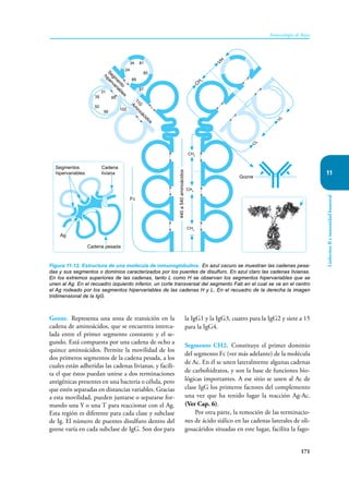 171
Inmunología de Rojas
Linfocitos
B
e
inmunidad
humoral
11
Gozne. Representa una zona de transición en la
cadena de aminoácidos, que se encuentra interca-
lada entre el primer segmento constante y el se-
gundo. Está compuesta por una cadena de ocho a
quince aminoácidos. Permite la movilidad de los
dos primeros segmentos de la cadena pesada, a los
cuales están adheridas las cadenas livianas, y facili-
ta el que éstos puedan unirse a dos terminaciones
antigénicas presentes en una bacteria o célula, pero
que estén separadas en distancias variables. Gracias
a esta movilidad, pueden juntarse o separarse for-
mando una Y o una T para reaccionar con el Ag.
Esta región es diferente para cada clase y subclase
de Ig. El número de puentes disulfuro dentro del
gozne varía en cada subclase de IgG. Son dos para
la IgG1 y la IgG3, cuatro para la IgG2 y siete a 15
para la IgG4.
Segmento CH2. Constituye el primer dominio
del segmento Fc (ver más adelante) de la molécula
de Ac. En él se unen lateralmente algunas cadenas
de carbohidratos, y son la base de funciones bio-
lógicas importantes. A ese sitio se unen al Ac de
clase IgG los primeros factores del complemento
una vez que ha tenido lugar la reacción Ag-Ac.
(Ver Cap. 6).
Por otra parte, la remoción de las terminacio-
nes de ácido siálico en las cadenas laterales de oli-
gosacáridos situadas en este lugar, facilita la fago-
Figura 11-12. Estructura de una molécula de inmunoglobulina. En azul oscuro se muestran las cadenas pesa-
das y sus segmentos o dominios caracterizados por los puentes de disulfuro. En azul claro las cadenas livianas.
En los extremos superiores de las cadenas, tanto L como H se observan los segmentos hipervariables que se
unen al Ag. En el recuadro izquierdo inferior, un corte transversal del segmento Fab en el cual se ve en el centro
el Ag rodeado por los segmentos hipervariables de las cadenas H y L. En el recuadro de la derecha la imagen
tridimensional de la IgG.
34 81
85
24
89
97
31
95
50
35
56
102
Segm
ento
hipervariables
110
Am
inoácidos
s
s
s
I
s
CH 1
VH
CH2
CH3
CH4
440
a
540
aminoácidos
s
I
s
s
I
s
s
I
s
s
I
s
s
I
s
Fc
Gozne
s
I
s
s
I
s
s
I
s
s
I
s VL
CL
Segmentos
hipervariables
Cadena
liviana
Ag
Cadena pesada
s
I
s
s
I
s
s
I
s
 
