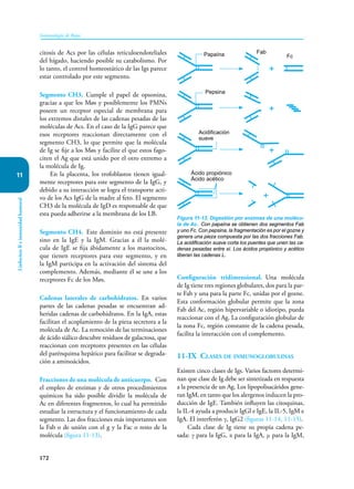 172
Inmunología de Rojas
Linfocitos
B
e
inmunidad
humoral
11
citosis de Acs por las células reticuloendoteliales
del hígado, haciendo posible su catabolismo. Por
lo tanto, el control homeostático de las Igs parece
estar controlado por este segmento.
Segmento CH3. Cumple el papel de opsonina,
gracias a que los Møs y po­­
siblemente los PMNs
poseen un receptor especial de membrana para
los extremos distales de las cadenas pesadas de las
moléculas de Acs. En el caso de la IgG parece que
esos receptores reaccionan directamente con el
segmento CH3, lo que permite que la molécula
de Ig se fije a los Møs y facilite el que estos fago-
citen el Ag que está unido por el otro extremo a
la molécula de Ig.
En la placenta, los trofoblastos tienen igual-
mente receptores para este segmento de la IgG, y
debido a su interacción se logra el transporte acti-
vo de los Acs IgG de la madre al feto. El segmento
CH3 de la molécula de IgD es responsable de que
esta pueda adherirse a la membrana de los LB.
Segmento CH4. Este dominio no está presente
sino en la IgE y la IgM. Gracias a él la molé-
cula de IgE se fija ábidamente a los mastocitos,
que tienen receptores para este segmento, y en
la IgM participa en la activación del sistema del
complemento. Además, mediante él se une a los
receptores Fc de los Møs.
Cadenas laterales de carbohidratos. En varios
partes de las cadenas pesadas se encuentran ad-
heridas cadenas de carbohidratos. En la IgA, estas
facilitan el acoplamiento de la pieza secretora a la
molécula de Ac. La remoción de las terminaciones
de ácido siálico descubre residuos de galactosa, que
reaccionan con receptores presentes en las células
del parénquima hepático para facilitar se degrada-
ción a aminoácidos.
Fracciones de una molécula de anticuerpo. Con
el empleo de enzimas y de otros procedimientos
químicos ha sido posible dividir la molécula de
Ac en diferentes fragmentos, lo cual ha permitido
estudiar la estructura y el funcionamiento de cada
segmento. Las dos fracciones más importantes son
la Fab o de unión con el g y la Fac o resto de la
molécula (figura 11-13).
Configuración tridimensional. Una molécula
de Ig tiene tres regiones globulares, dos para la par-
te Fab y una para la parte Fc, unidas por el gozne.
Esta conformación globular permite que la zona
Fab del Ac, región hipervariable o idiotipo, pueda
reaccionar con el Ag. La configuración globular de
la zona Fc, región constante de la cadena pesada,
facilita la interacción con el complemento.
11-IX Clases de inmunoglobulinas
Existen cinco clases de Igs. Varios factores determi-
nan que clase de Ig debe ser sintetizada en respuesta
a la presencia de un Ag. Los lipopolisacáridos gene-
ran IgM, en tanto que los alergenos inducen la pro-
ducción de IgE. También influyen las citoquinas,
la IL-4 ayuda a producir IgGl e IgE, la IL-5, IgM e
IgA. El interferón γ, IgG2 (figuras 11-14, 11-15).
Cada clase de Ig tiene su propia cadena pe-
sada: γ para la IgG, α para la IgA, μ para la IgM,
Figura 11-13. Digestión por enzimas de una molécu-
la de Ac. Con papaína se obtienen dos segmentos Fab
y uno Fc. Con pepsina, la fragmentación es por el gozne y
genera una pieza compuesta por las dos fracciones Fab.
La acidificación suave corta los puentes que unen las ca-
denas pesadas entre sí. Los ácidos propiónico y acético
liberan las cadenas L.
Papaína Fab
Fc
Pepsina
Acidificación
suave
Ácido propiónico
Ácido acético
+
+
+
+
 