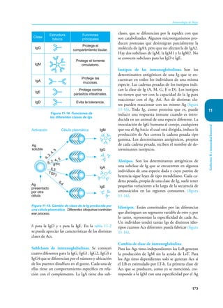 173
Inmunología de Rojas
Linfocitos
B
e
inmunidad
humoral
11
δ para la IgD y ε para la IgE. En la tabla 11-2
se puede apreciar las características de las distintas
clases de Acs.
Sublclases de inmunoglobulinas. Se conocen
cuatro diferentes para la IgG, IgG1, IgG2, IgG3 e
IgG4 que se diferencian por el número y ubicación
de los puentes disulfuro en el gozne. Cada una de
ellas tiene un comportamiento específico en rela-
ción con el complemento. La IgA tiene dos sub-
clases, que se diferencian por la rapidez con que
son catabolizadas. Algunos microorganismos pro-
ducen proteasas que desintegran parcialmente la
molécula de IgA1, pero que no afectan la de IgA2.
Hay dos subclases de IgM, la IgM1 y la IgM2. No
se conocen subclases para las IgD e IgE.
Isotipos de las inmunoglobulinas. Son los
determinantes antigénicos de una Ig que se en-
cuentran en todos los individuos de una misma
especie. Las cadenas pesadas de los isotipos indi-
can la clase de Ig (A, M, G, E o D). Los isotipos
no tienen que ver con la capacidad de la Ig para
reaccionar con el Ag. Así, Acs de distintas cla-
ses pueden reaccionar con un mismo Ag (figura
11-16). Toda Ig, como proteína que es, puede
inducir una respuesta inmune cuando es intro-
ducida en un animal de una especie diferente. La
inoculación de IgG humana al conejo, cualquiera
que sea el Ag hacia el cual está dirigida, induce la
producción de Acs contra la cadena pesada tipo
gamma. Los determinantes antigénicos, propios
de cada cadena pesada, reciben el nombre de de-
terminantes isotípicos.
Alotipos. Son los determinantes antigénicos de
una subclase de Ig que se encuentran en algunos
individuos de una especie dada y cuyo patrón de
herencia sigue leyes de tipo mendeliano. Cada ca-
dena pesada, propia de una clase de Ig, suele tener
pequeñas variaciones a lo largo de la secuencia de
aminoácidos en las regiones constantes. (figura
11-16).
Idiotipos. Están constituidos por las diferencias
que distinguen un segmento variable de otro y, por
lo tanto, representan la especificidad de cada Ac.
Un individuo tendrá tantas Igs de distintos idio-
tipos cuantos Acs diferentes pueda fabricar (figura
11-16).
Cambio de clase de inmunoglobulina
Para los Ags timo-independientes los LsB generan
la producción de IgM sin la ayuda de LsT. Para
los Ags timo dependientes solo se generan Acs si
el LB es estimulado por LT-h. La primera clase de
Acs que se producen, como ya se mencionó, cor-
responde a la IgM con una especificidad por el Ag
Figura 11-14. Funciones de
las diferentes clases de Igs.
Clase
Estructura
básica
Funciones
principales
IgG
Protege el
compartimiento tisular.
IgM
Protege el torrente
circulatorio.
IgA
Protege las
mucosas.
IgE
Protege contra
parásitos intestinales.
IgD Evita la tolerancia.
Figura 11-15. Cambio de clase de la Ig producida por
una célula plasmática. Diferentes citoquinas controlan
ese proceso.
Activación Célula plasmática IgM
IgG
IgA
IgE
Ag
presentado
por otra
célula
Ag
soluble
IL
2, 4, 5
IL 2, 4, 5
IFNγ
TGFβ
IL5
IL4
 