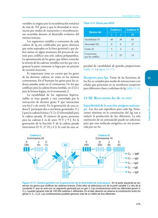 175
Inmunología de Rojas
Linfocitos
B
e
inmunidad
humoral
11
variables se origina por la recombinación somática
de más de 765 genes y que la diversidad se incre-
menta por medio de mutaciones y recombinacio-
nes ocurridas durante el desarrollo evolutivo del
sistema inmune.
Los segmentos variables y constantes de cada
cadena de Ig son codificados por genes distintos
que están separados en la línea germinal y que de-
ben unirse en algún momento del proceso de sín-
tesis para codificar una sola cadena polipeptídica.
La aproximación de los genes que deben controlar
la síntesis de las cadenas variables con los que van a
generar la parte constante se logra por un proceso
de escisión-inserción.
Es importante tener en cuenta que los genes
de las distintas cadenas no están en los mismos
cromosomas. En el humano los genes para las ca-
denas pesadas están en el cromosoma 14; los que
codifican para la cadena liviana lambda, en el 22 y
para la liviana kappa, en el cromosoma 2.
La variabilidad de los segmentos hiperva­
riables es muy grande y está controlada por la
inter­
acción de diversos genes V que interactúan
con los J o de unión. En la generación de una ca-
dena V participan dos o tres líneas germinales: V y
J para la cadena liviana y V, J y D (diversidad) para
la cadena pesada. El número de genes presentes
para las cadenas L es de unos 70 V y 9 J. En la
generación de la fracción V de la cadena pesada
intervienen 65 V, 27 D y 6 J, lo cual da una ca-
pacidad de variabilidad de grandes proporciones
(tabla 11-3 y figura 11-17).
Receptores para Igs. Varias de las funciones de
los Acs se cumplen por medio de interacciones con
células que presentan en su membrana re­
cep­
tores
para diferentes clases y subclases de Ig (tabla 11-4).
11-XI Reacciones Ag-Ac in vivo
Especificidad de la reacción antígeno-anticuer-
po. Los Acs son específicos para cada Ag. Varia-
ciones mínimas en la constitución del Ag van a
inducir la producción de Acs diferentes. La sola
sustitución de un aminoácido puede ser suficiente
para que una molécula antigénica no sea recono-
cida por un Ac.
Tabla 11-3. Genes para BCR.
Genes de:
Cadena L Cadena H
λ κ H
Variabilidad (V) 40 30 65
Diversidad (D) 0 0 27
Unión (J) 5 4 6
Cromosoma
que los codifica
2 22 14
Figura 11-17. Control genético en la generación de la diversidad de anticuerpos. En la parte izquierda se ob-
servan los genes que codifican las cadenas livianas. Entre ellos se selecciona uno de la parte variable V y otro de la
constante C, que se unen por un segmento generado por un gen J. Las combinaciones entre los diferentes genes V,
C y J pueden generar más de 100.000 cadenas L diferentes. En el lado derecho se observa la combinación entre los
genes V, C, J y D. Las combinaciones posibles generan más de un millón de Acs diferentes.
Cadena L
Cromosoma 22
Cadena H
Cromosoma 14
V
(30)
J
(4)
C
(1)
V
(40)
Cμ → IgM
Cδ → IgD
Cγ → IgG
Cε → IgE
Cα → IgA
D
(25)
J
(6)
C
(5)
Ac
 