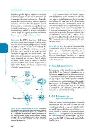 180
Inmunología de Rojas
Linfocitos
B
e
inmunidad
humoral
11
de inducir por los Ags de helmintos nemátodos
y tremátodos pero no por los de protozoos. En
personas genéticamente predispuestas a desarrollar
alergias, los Ags presentes en pólenes, caspas de
animales y alimentos, llamados alergenos, pueden
desencadenar su producción. Los Ags bacterianos
y virales, muy potentes en la inducción de la pro-
ducción de IgG, IgM e IgA, no inducen la produc-
ción de la IgE. Ver capítulo 32 sobre mecanismos
de las reacciones alérgicas (figura 11-20).
Funciones. Los PMNs, Eos, Møs, y LsT tienen
receptores para la fracción Fc de la IgE, gracias a
los cuales puede cumplir gran parte de sus funcio-
nes. Es muy importante como inductora de la de-
granulación de los Mas. En condiciones normales
de defensa parece cumplir la función de “portero”
encargado de regular la circulación capilar a nivel
de los sitios de inflamación, generando vasodila-
tación y permitiendo un mayor flujo de plasma
a la zona. En esta forma se asegura la llegada a
los sitios de inflamación, de una mayor cantidad
de moléculas de Acs, factores de complemento y
células del sistema inmune.
La IgE cumple además, una función impor-
tante en el control de las enfermedades parasita-
rias, bien sea por el mecanismo de incrementar
una inflamación local que facilita la expulsión
mecánica del parásito, o por tener un efecto op-
sonizante sobre el parásito, que permite que sobre
él se fijen y degranulen los eosinófilos que liberan
la proteína básica mayor que se encuentra en el
interior de los gránulos de mayor tamaño, para
ejercer una función lítica sobre la cutícula de va-
rios parásitos. El daño de la cutícula permite a los
Møs penetrar al interior del citoplasma del pará-
sito y destruirlo.
IgE y alergia. Esta Ig es pieza fundamental de
los fenómenos alérgicos como veremos en el ca-
pítulo 33. La concentración plasmática de la
IgE aumenta notoriamente en algunos estados
alérgicos como el asma extrínseca, y en algunas
inmunodeficiencias congénitas como el síndrome
de Wiskott-Aldrich.
11-XIX LsB reguladores
Recientemente se ha identificado una subpobla-
ción de Ls B con funciones reguladoras que se
denominan Bregs y que se encargan de mantener
el equilibrio necesario para garantizar tolerancia a
los Ags propios y para frenar respuestas inflama-
torias severas que pueden ocasionar enfermedades
autoinmunes. Su fenotipo es CD19+, CD24+.
CD38 low. Son productoras de IL-10 que frenan
el desarrollo de LsTh1. La unión CD40-CD154 es
esencial en la activación de las Bregs.
11-XX Familia de las
inmunoglobulinas
En los mecanismos inmunes participan varias mo-
léculas que por tener una estructura similar a las de
las cadenas pesadas de las Igs y dominios formados
por asas de puentes disulfuro entre cisteínas, se co-
nocen como de la familia de las inmunoglobulinas.
En la figura 11-21 se presentan las más importan-
tes. Entre ellas están los receptores para Ags, molé-
culas HLA-I y HLA-II, y algunas de las moléculas
de adherencia.
Figura 11-20. Características de la IgE. Su produc-
ción se inicia por el estímulo de un alergeno sobre un
linfocito B y la coestimulación de un LTh y moléculas de
IL-4. Tan pronto la secretan las células plasmáticas se
une a los mastocitos, es por lo tanto citofílica, y queda
en espera de un nuevo ingreso del alergeno que indujo
su producción. Cuando este se le une, induce la degra-
nulación del mastocito.
LB
L Th2
IgE
Degranulación
Antígeno IL-4
Mas Mas
 