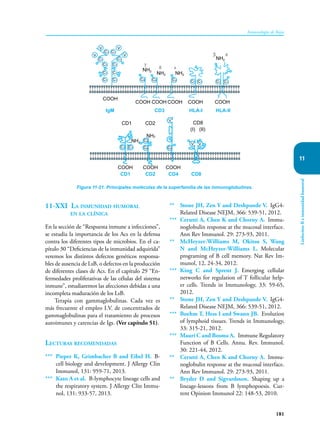 181
Inmunología de Rojas
Linfocitos
B
e
inmunidad
humoral
11
** Stone JH, Zen Y and Deshpande V. IgG4-
Related Disease NEJM, 366: 539-51, 2012.
*** Cerutti A, Chen K and Chorny A. Immu-
noglobulin response at the mucosal interface.
Ann Rev Immunol. 29: 273-93, 2011.
** McHeyzer-Williams M, Okitsu S, Wang
N and McHeyzer-Williams L. Molecular
programing of B cell memory. Nat Rev Im-
munol, 12, 24-34, 2012.
*** King C and Sprent J. Emerging cellular
networks for regulation of T follicular help-
er cells. Trends in Immunology, 33: 59-65,
2012.
** Stone JH, Zen Y and Deshpande V. IgG4-
Related Disease NEJM, 366: 539-51, 2012.
*** Boehm T, Hess I and Swann JB. Evolution
of lymphoid tissues. Trends in Immunology,
33: 315-21, 2012.
*** Mauri C and Bosma A. Immune Regulatory
Function of B Cells. Annu. Rev. Immunol.
30: 221-44, 2012.
** Cerutti A, Chen K and Chorny A. Immu-
noglobulin response at the mucosal interface.
Ann Rev Immunol. 29: 273-93, 2011.
** Bryder D and Sigvardsson. Shaping up a
lineage-lessons from B lymphopoesis. Cur-
rent Opinion Immunol 22: 148-53, 2010.
11-XXI La inmunidad humoral
en la clínica
En la sección de “Respuesta inmune a infecciones”,
se estudia la importancia de los Acs en la defensa
contra los diferentes tipos de microbios. En el ca-
pítulo 30 “Deficiencias de la inmunidad adquirida”
veremos los distintos defectos genéticos responsa-
bles de ausencia de LsB, o defectos en la producción
de diferentes clases de Acs. En el capítulo 29 “En-
fermedades proliferativas de las células del sistema
inmune”, estudiaremos las afecciones debidas a una
incompleta maduración de los LsB.
Terapia con gammaglobulinas. Cada vez es
más frecuente el empleo I.V. de concentrados de
gammaglo­
bulinas para el tratamiento de procesos
autoimunes y carencias de Igs. (Ver capítulo 51).
Lecturas recomendadas
*** Pieper K, Grimbacher B and Eibel H. B-
cell biology and development. J Allergy Clin
Immunol, 131: 959-71, 2013.
*** Kato A et al. B-lymphocyte lineage cells and
the respiratory system. J Allergy Clin Immu-
nol, 131: 933-57, 2013.
V
V
V
V
C1 C1
C1
C1 C1
C1 C1
C1 C1
C1
C2 C2 C2
C1 C1 C1 C1
C1 C1
NH2
NH2 NH2
γ
δ ε
β α
NH2
COOH
IgM
COOH COOH COOH COOH COOH
CD3 HLA-I HLA-II
CD1 CD2 CD8
(I) (II)
C2
C2
NH2
NH2
COOH COOH COOH
CD1 CD2 CD4 CD8
C2
V
V V
Figura 11-21. Principales moléculas de la superfamilia de las inmunoglobulinas.
 