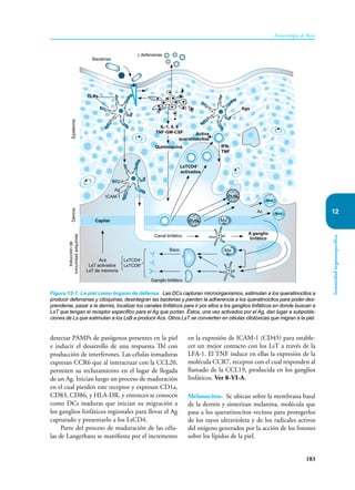 183
Inmunología de Rojas
Inmunidad
órganoespecífica
12
detectar PAMPs de patógenos presentes en la piel
e inducir el desarrollo de una respuesta Thl con
producción de interferones. Las células inmaduras
expresan CCR6 que al interactuar con la CCL20,
permiten su reclutamiento en el lugar de llegada
de un Ag. Inician luego un proceso de maduración
en el cual pierden este receptor y expresan CD1a,
CD83, CD86, y HLA-DR, y entonces se conocen
como DCs maduras que inician su migración a
los ganglios linfáticos regionales para llevar el Ag
capturado y presentarlo a los LsCD4.
Parte del proceso de maduración de las célu-
las de Langerhans se manifiesta por el incremento
en la expresión de ICAM-1 (CD45) para estable-
cer un mejor contacto con los LsT a través de la
LFA-1. El TNF induce en ellas la expresión de la
molécula CCR7, receptor con el cual responden al
llamado de la CCL19, producida en los ganglios
linfáticos. Ver 8-VI-A.
Melanocitos. Se ubican sobre la membrana basal
de la dermis y sintetizan melanina, molécula que
pasa a los queratinocitos vecinos para protegerlos
de los rayos ultravioleta y de los radicales activos
del oxígeno generados por la acción de los fotones
so­
bre los lípidos de la piel.
Figura 12-1. La piel como órgano de defensa. Las DCs capturan microorganismos, estimulan a los queratinocitos a
producir defensinas y citoquinas, desintegran las bacterias y pierden la adherencia a los queratinocitos para poder des-
prenderse, pasar a la dermis, localizar los canales linfáticos para ir por ellos a los ganglios linfáticos en donde buscan a
LsT que tengan el receptor específico para el Ag que portan. Éstos, una vez activados por el Ag, dan lugar a subpobla-
ciones de Ls que estimulan a los LsB a producir Acs. Otros LsT se convierten en células citotóxicas que migran a la piel.
Mas
Mas
PMN Mø
PMN
Bacterias
LsTCD4+
activados
β defensinas
Ags
Epidermis
Dermis
Inducción
de
inmunidad
adquirida
IFNγ
TNF
Ac
Ag
ICAM-1
Capilar
A ganglio
linfático
Acs
LsT activados
LsT de memoria
LsTCD4+
LsTCD8+
Ganglio linfático
Mø
IL-1, 6, 8
TNF-GM-CSF Activa
queratinocitos
Quimioquina
TLRs
Canal linfático
Bazo
 