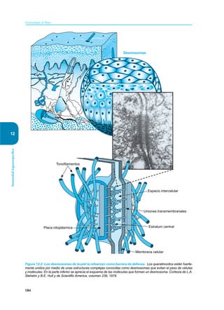 184
Inmunología de Rojas
Inmunidad
órganoespecífica
12
Figura 12-2. Los desmosomas de la piel la refuerzan como barrera de defensa. Los queratinocitos están fuerte-
mente unidos por medio de unas estructuras complejas conocidas como desmosomas que evitan el paso de células
y moléculas. En la parte inferior se aprecia el esquema de las moléculas que forman un desmosoma. Cortesía de L.A.
Stehelm y B.E. Hull y de Scientific America, volumen 239, 1978.
Desmosomas
Tonofilamentos
Placa citoplásmica
Membrana celular
Estratum central
Uniones transmembranales
Espacio intercelular
 
