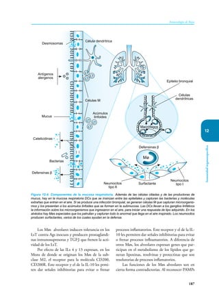 187
Inmunología de Rojas
Inmunidad
órganoespecífica
12
Los Møs alveolares inducen tolerancia en los
LsT contra Ags inocuos y producen prostaglandi-
nas inmunosupresoras y TGFβ que frenen la acti-
vidad de los LsT.
Por efecto de las ILs 4 y 13 expresan, en los
Mons de donde se originan los Møs de la sub-
clase M2, el receptor para la molécula CD200,
CD200R. Este receptor y el de la IL-10 les prmi-
ten dar señales inhibitorias para evitar o frenar
procesos inflamatorios. Este receptor y el de la IL-
10 les permiten dar señales inhibitorias para evitar
o frenar procesos infloamatorios. A diferencia de
otros Møs, los alveolares expresan genes que par-
ticipan en el metabolismo de los lípidos que ge-
neran lipoxinas, resolvinas y protectinas que son
resolutorias de procesos inflamatorios.
Las funciones de los Møs alveolares son en
cierta forma contradictorias. Al reconocer PAMPs
Figura 12-4. Componentes de la mucosa respiratoria. Además de las células ciliadas y de las productoras de
mucus, hay en la mucosa respiratoria DCs que se insinúan entre las epiteliales y capturan las bacterias y moléculas
extrañas que entran en el aire. Si se produce una infección bronquial, se generan células M que capturan microorganis-
mos y los presentan a los acúmulos linfoides que se forman en la submucosa. Las DCs llevan a los ganglios linfáticos
la información sobre los microorganismos que ingresaron en el aire, para iniciar una respuesta de tipo adquirido. En los
alvéolos hay Møs especiales que los patrullan y capturan todo lo anormal que llega en el aire inspirado. Los neumocitos
producen surfactantes, varios de los cuales ayudan en la defensa.
LT
LT
LT
LT
LT
LT
Defensinas β
Catelicidinas
Antígenos
alergenos
Desmosomas
Mucus
Bacterias
Células M
Célula dendrítrica
Epitelio bronquial
Defensinas β
Células
dendrítricas
Neumocitos
tipo II
Neumocitos
tipo I
Surfactante
Mø
Macrófagos
Acúmulos
linfoides
 