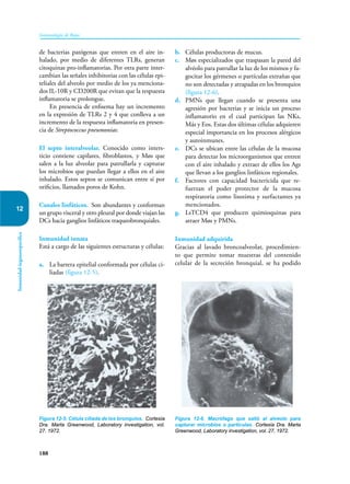 188
Inmunología de Rojas
Inmunidad
órganoespecífica
12
de bacterias patógenas que entren en el aire in-
halado, por medio de diferentes TLRs, generan
citoquinas pro-inflamatorias. Por otra parte inter-
cambian las señales inhibitorias con las células epi-
teliales del alveolo por medio de los ya menciona-
dos IL-10R y CD200R que evitan que la respuesta
inflamatoria se prolongue.
En presencia de enfisema hay un incremento
en la expresión de TLRs 2 y 4 que conlleva a un
incremento de la respuesta inflamatoria en presen-
cia de Streptococcus pneumoniae.
El septo interalveolar. Conocido como inters-
ticio contiene capilares, fibroblastos, y Møs que
salen a la luz alveolar para patrullarla y capturar
los microbios que puedan llegar a ellos en el aire
inhalado. Estos septos se comunican entre sí por
orificios, llamados poros de Kohn.
Canales linfáticos. Son abundantes y conforman
un grupo visceral y otro pleural por donde viajan las
DCs hacia ganglios linfáticos traqueobronquiales.
Inmunidad innata
Está a cargo de las siguientes estructuras y células:
a. La barrera epitelial conformada por células ci-
liadas (figura 12-5).
b. Células productoras de mucus.
c. Møs especializados que traspasan la pared del
alvéolo para patrullar la luz de los mismos y fa-
gocitar los gérmenes o partículas extrañas que
no son detectadas y atrapadas en los bronquios
(figura 12-6).
d. PMNs que llegan cuando se presenta una
agresión por bacterias y se inicia un proceso
inflamatorio en el cual participan las NKs,
Más y Eos. Estas dos últimas células adquieren
especial importancia en los procesos alérgicos
y autoinmunes.
e. DCs se ubican entre las células de la mucosa
para detectar los microorganismos que entren
con el aire inhalado y extraer de ellos los Ags
que llevan a los ganglios linfáticos regionales.
f. Factores con capacidad bactericida que re-
fuerzan el poder protector de la mucosa
respiratoria como lisozima y surfactantes ya
mencionados.
g. LsTCD4 que producen quimioquinas para
atraer Møs y PMNs.
Inmunidad adquirida
Gracias al lavado broncoalveolar, procedimien-
to que permite tomar muestras del contenido
celular de la secreción bronquial, se ha podido
Figura 12-5. Célula ciliada de los bronquios. Cortesía
Dra. Marta Greenwood, Laboratory investigation, vol.
27. 1972.
Figura 12-6. Macrófago que salió al alveolo para
capturar microbios o partículas. Cortesía Dra. Marta
Greenwood, Laboratory investigation, vol. 27, 1972.
 