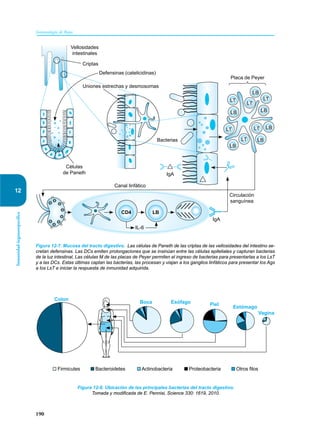 190
Inmunología de Rojas
Inmunidad
órganoespecífica
12
Figura 12-8. Ubicación de las principales bacterias del tracto digestivo.
Tomada y modificada de E. Pennisi, Science 330: 1619, 2010.
Firmicutes Bacteroidetes Actinobacteria Proteobacteria Otros filos
Colon
Boca Esófago Piel
Estómago
Vagina
Figura 12-7. Mucosa del tracto digestivo. Las células de Paneth de las criptas de las vellosidades del intestino se-
cretan defensinas. Las DCs emiten prolongaciones que se insinúan entre las células epiteliales y capturan bacterias
de la luz intestinal, Las células M de las placas de Peyer permiten el ingreso de bacterias para presentarlas a los LsT
y a las DCs. Estas últimas captan las bacterias, las procesan y viajan a los ganglios linfáticos para presentar los Ags
a los LsT e iniciar la respuesta de inmunidad adquirida.
Vellosidades
intestinales
Placa de Peyer
Circulación
sanguínea
Canal linfático
Células
de Paneth
IgA
IgA
IL-6
CD4 LB
LT
LT
LT
LB
LB
LB
LT
LT
LB
LB
LT
LB
Criptas
Defensinas (catelicidinas)
Bacterias
Uniones estrechas y desmosomas
 