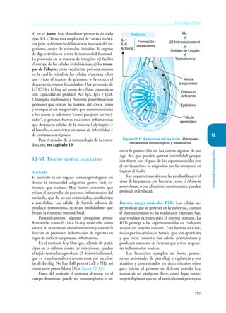 197
Inmunología de Rojas
Inmunidad
órganoespecífica
12
d) en el útero, hay abundante presencia de todo
tipo de Ls. Tiene una amplia red de canales linfáti-
cos pero, a diferencia de las demás mucosas del or-
ganismo, carece de acúmulos linfoides. Al ingreso
de Ags extraños se activa la inmunidad humoral.
La presencia en la mucosa de integrina αβ facilita
el anclaje de las células trofoblásticas; e) las trom-
pas de Falopio, están recubiertas por una mucosa
en la cual la mitad de las células presentan cilios
que evitan el ingreso de gérmenes y favorecen el
descenso de óvulos fecundados. Hay presencia de
LsTCD4 y LsTreg así como de células plasmáticas
con capacidad de producir Acs IgA, IgG e IgM.
Chlamydia trachomatis y Neissería gonorrhoeae son
gérmenes que vencen las barreras del cérvix, útero
y trompas al ser trasportados por espermatozoides
a los cuales se adhieren “como pasajeros no invi-
tados”, y generan fuertes reacciones inflamatorias
que destruyen células de la mucosa (salpingitis) y
al hacerlo, se convirten en causa de infertilidad y
de embarazos ectópicos.
Para el estudio de la inmunología de la repro-
ducción, ver capítulo 13.
12-VI Tracto genital masculino
Testículo
El testículo es un órgano inmunoprivilegiado en
donde la inmunidad adquirida genera más to-
lerancia que rechazo. Hay fuertes controles que
evitan el desarrollo de procesos inflamatorios del
testículo, que de no ser controlados, conducirían
a esterilidad. Las células de Sertoli, además de
producir testosterona, secretan moduladores que
frenan la respuesta inmune local.
Paradójicamente, algunas citoquinas proin-
flamatorias como IL-1α e IL-6 y moléculas como
activin A, se expresan abundantemente y ejercen la
función de promover la formación de esperma en
lugar de inducir un proceso inflamatorio.
En el testículo hay Møs que, además de parti-
cipar en la defensa contra las infecciones, ayudan
al tejido testicular a producir 25-hidroxicolesterol,
que es transformado en testosterona por las célu-
las de Leydig. No hay LsB pero sí LsT y NKs así
como unos pocos Mas y DCs (figura 12-11).
Fuera del testículo el esperma al entrar en el
cuerpo femenino, puede ser inmunogénico e in-
ducir la producción de Acs contra algunos de sus
Ags, Acs que pueden generar infertilidad porque
interfieren con el paso de los espermatozoides por
el cérvix uterino, su migración por las trompas o su
ingreso al óvulo.
Las orquitis traumáticas y las producidas por el
virus de las paperas, por bacterias como el Neisseria
gonorrhoeae, o por afecciones autoinmunes, pueden
producir infertilidad.
Barrera sangre-testículo, BTB. Las células es-
permáticas que se generan en la pubertad, cuando
el sistema inmune ya ha madurado, expresan Ags,
que resultan extraños para el sistema inmune. La
BTB protege a los espermatozoides de cualquier
ataque del sistema inmune. Esta barrera está for-
mada por las células de Sertoli, que son epiteliales
y que están cubiertas por células peritubulares y
producen una serie de factores que evitan respues-
tas inflamatorias nocivas.
Los leucocitos cumplen en forma perma-
nente actividades de patrullaje y vigilancia y son
atraídos y concentrados en determinados sitios
para iniciar el proceso de defensa cuando hay
ataque de un patógeno. Pero, como lugar inmu-
noprivilegiados que es, el testículo está protegido
Figura 12-11. Estructura del testículo. Principales
mecanismos inmunológicos y metabólicos.
Vasos
sanguíneos
Conducto
deferente
Epidídimo
Túbulo
seminífero
Testículo
IL-1
IL-6
Activina
Formación
de esperma
25 hidroxicolesterol
Mø
Células de Leyden
Testosterona
 