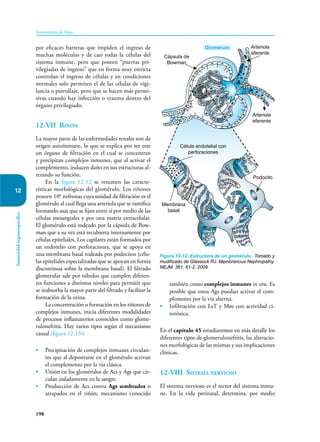 198
Inmunología de Rojas
Inmunidad
órganoespecífica
12
por eficaces barreras que impiden el ingreso de
muchas moléculas y de casi todas la células del
sistema inmune, pero que poseen “puertas pri-
vilegiadas de ingreso” que en forma muy estricta
controlan el ingreso de células y en condiciones
normales solo permiten el de las células de vigi-
lancia o patrullaje, pero que se hacen más permi-
sivas cuando hay infección o trauma dentro del
órgano privilegiado.
12-VII Riñón
La mayor parte de las enfermedades renales son de
origen autoinmune, lo que se explica por ser este
un órgano de filtración en el cual se concentran
y precipitan complejos inmunes, que al activar el
complemento, inducen daño en sus estructuras al-
terando su función.
En la figura 12-12 se resumen las caracte-
rísticas morfológicas del glomérulo. Los riñones
poseen 106
nefronas cuya unidad de filtración es el
glomérulo al cual llega una arteriola que se ramifica
formando asas que se fijan entre sí por medio de las
células mesangiales y por una matriz extracelular.
El glomérulo está rodeado por la cápsula de Bow-
man que a su vez está recubierta internamente por
células epiteliales. Los capilares están formados por
un endotelio con perforaciones, que se apoya en
una membrana basal rodeada por podocitos (célu-
las epiteliales especializadas que se apoyan en forma
discontinua sobre la membrana basal). El filtrado
glomerular sale por túbulos que cumplen diferen-
tes funciones a distintos niveles para permitir que
se reabsorba la mayor parte del filtrado y facilitar la
formación de la orina.
La concentración o formación en los riñones de
complejos inmunes, inicia diferentes modalidades
de procesos inflamatorios conocidos como glome-
rulonefritis. Hay varios tipos según el mecanismo
causal (figura 12-13):
• Precipitación de complejos inmunes circulan-
tes que al depositarse en el glomérulo activan
el complemento por la vía clásica.
• Unión en los glomérulos de Acs y Ags que cir-
culan aisladamente en la sangre.
• Producción de Acs contra Ags sembrados o
atrapados en el riñón, mecanismo conocido
también como complejos inmunes in situ. Es
posible que estos Ags puedan activar el com-
plemento por la vía alterna.
• Infiltración con LsT y Møs con actividad ci-
totóxica.
En el capítulo 45 estudiaremos en más detalle los
diferentes tipos de glomerulonefritis, las alteracio-
nes morfológicas de las mismas y sus implicaciones
clínicas.
12-VIII Sistema nervioso
El sistema nervioso es el rector del sistema inmu-
ne. En la vida perinatal, determina, por medio
Figura 12-12. Estructura de un glomérulo. Tomado y
modificado de Glassock RJ. Membranous Nephropathy.
NEJM. 361: 61-2, 2009.
Glomérulo
Cápsula de
Bowman
Arteriola
aferente
Arteriola
eferente
Podocito
Célula endotelial con
perforaciones
Membrana
basal
 