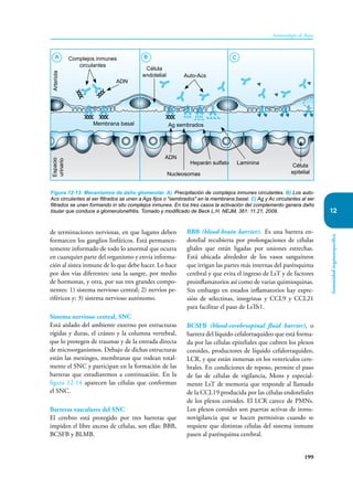 199
Inmunología de Rojas
Inmunidad
órganoespecífica
12
de terminaciones nerviosas, en que lugares deben
formarcen los ganglios linfáticos. Está permanen-
temente informado de todo lo anormal que ocurra
en cuanquier parte del organismo y envía informa-
ción al sistea inmune de lo que debe hacer. Lo hace
por dos vías diferentes: una la sangre, por medio
de hormonas, y otra, por sus tres grandes compo-
nentes: 1) sistema nervioso central; 2) nervios pe-
riféricos y; 3) sistema nervioso autónomo.
Sistema nervioso central, SNC
Está aislado del ambiente externo por estructuras
rígidas y duras, el cráneo y la columna vertebral,
que lo protegen de traumas y de la entrada directa
de microorganismos. Debajo de dichas estructuras
están las meninges, membranas que rodean total-
mente el SNC y participan en la formación de las
barreras que estudiaremos a continuación. En la
figura 12-14 aparecen las células que conforman
el SNC.
Barreras vasculares del SNC
El cerebro está protegido por tres barreras que
impiden el libre axceso de células, son ellas: BBB,
BCSFB y BLMB.
BBB (blood-brain barrier). Es una barrera en-
dotelial recubierta por prolongaciones de células
gliales que están ligadas por uniones estrechas.
Está ubicada alrededor de los vasos sanguíneos
que irrigan las partes más internas del parénquima
cerebral y que evita el ingreso de LsT y de factores
proinflamatorios así como de varias quimioquinas.
Sin embargo en estados inflamatorios hay expre-
sión de selectinas, integrinas y CCL9 y CCL21
para facilitar el paso de LsTh1.
BCSFB (blood-cerebrospinal fluid barrier), o
barrera del líquido cefalorraquídeo que está forma-
da por las células epiteliales que cubren los plexos
coroides, productores de líquido cefalorraquídeo,
LCR, y que están inmersas en los ventrículos cere-
brales. En condiciones de reposo, permite el paso
de las de células de vigilancia, Mons y especial-
mente LsT de memoria que responde al llamado
de la CCL19 producida por las células endoteliales
de los plexos coroides. El LCR carece de PMNs.
Los plexos coroides son puertas activas de inmu-
novigilancia que se hacen permisivas cuando se
requiere que distintas células del sistema inmune
pasen al parénquima cerebral.
Figura 12-13. Mecanismos de daño glomerular. A) Precipitación de complejos inmunes circulantes. B) Los auto-
Acs circulantes al ser filtrados se unen a Ags fijos o "sembrados" en la membrana basal. C) Ag y Ac circulantes al ser
filtrados se unen formando in situ complejos inmunes. En los tres casos la activación del complemento genera daño
tisular que conduce a glomerulonefritis. Tomado y modificado de Beck L.H. NEJM, 361: 11.21, 2009.
Complejos inmunes
circulantes
ADN
Membrana basal
Espacio
urinario
Célula
epitelial
Célula
endotelial
Ag sembrados
Arteriola
ADN
Nucleosomas
Heparán sulfato Laminina
Auto-Acs
A C
B
 