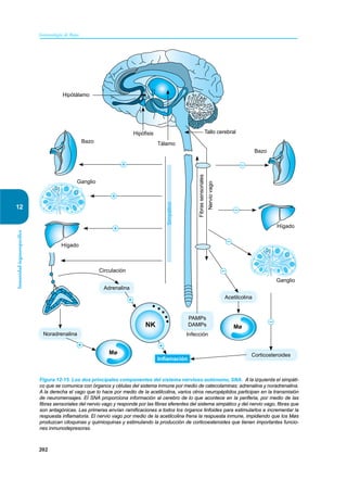 202
Inmunología de Rojas
Inmunidad
órganoespecífica
12
Figura 12-15. Los dos principales componentes del sistema nervioso autónomo, SNA. A la izquierda el simpáti-
co que se comunica con órganos y células del sistema inmune por medio de catecolaminas: adrenalina y noradrenalina.
A la derecha el vago que lo hace por medio de la acetilcolina, varios otros neuropéptidos participan en la transmisión
de neuromensajes. El SNA proporciona información al cerebro de lo que acontece en la periferia, por medio de las
fibras sensoriales del nervio vago y responde por las fibras eferentes del sistema simpático y del nervio vago, fibras que
son antagónicas. Las primeras envían ramificaciones a todos los órganos linfoides para estimularlos e incrementar la
respuesta inflamatoria. El nervio vago por medio de la acetilcolina frena la respuesta inmune, impidiendo que los Møs
produzcan citoquinas y quimioquinas y estimulando la producción de corticoesteroides que tienen importantes funcio-
nes inmunodepresoras.
Tálamo
Hipófisis
Hipótálamo
Tallo cerebral
Bazo
Nervio
vago
Fibras
sensoriales
Simpático
Ganglio
Ganglio
Hígado
Hígado
Infección
Circulación
PAMPs
DAMPs
Inflamación
Adrenalina
Noradrenalina
Corticosteroides
NK
Mø
Mø
Acetilcolina
Bazo
 