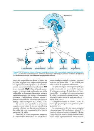 207
Inmunología de Rojas
Inmunidad
órganoespecífica
12
rrea daños irreparables que afectan la visión, por
lo cual el ojo posee varias barreras que lo protegen
del ingreso innecesario y perjudicial de ciertos leu-
cocitos. Hay una barrera interna de la retina, BRB
y otra externa la BAqB, o barrera líquido acuoso-
sangre. La primera está conformada por células
endoteliales no fenestradas fuertemente unidas y
rodeadas de astrocitos que protegen el humor vítreo
y la retina. La BAqB protege la cámara anterior. El
humor acuoso induce la transformación de LsT en
LsTregs e induce la apoptosis de Ls, PMNs y Mons.
Las uniones entre las células de los capilares
sanguíneos que irrigan el ojo son especialmente
estrechas y forman una barrera entre la sangre y
los tejidos, que evita, como en el SNC, el paso de
patógenos y de células.
La entrada de un microorganismo patógeno a
la cámara anterior desencadena una serie de meca-
nismos para lograr su rápida exclusión y se generan
moléculas que frenan a los LsT y a los Møs para
evitar el inicio de un proceso inflamatorio.
El ojo es un órgano inmunoprivilegiado que
facilita la tolerancia casi universal a los implantes
de córnea provenientes de individuos no histo-
compatibles y no rechaza injertos experimentales
de tejidos extraños en la cámara anterior. Las cé-
lulas de la córnea carecen de moléculas HLA-II y
tienen pocas HLA-I.
Las lágrimas son ricas en lisozima y en Acs de
la clase IgA que protegen contra gérmenes que lle-
guen por el aire.
La cámara anterior del ojo, córnea, cristalino
y humor acuoso, CAO, y el vítreo y retina, CPO,
constituyen lugares inmu­
nopri­
vilegiados. No hay
canales linfáticos ni en la cámara anterior, ni en el
vítreo, ni en el espacio subretinal. Sólo existen lin-
Figura 12-17. El sistema inmune informa al sistema nervioso y este responde por medio del eje neuroendo-
crino. Las citoquinas producidas por las células del SI viajan por el torrente circulatorio al hipotálamo. El SN activa
la vía neuroendocrina que estimula a todas las glándulas endocrinas.
Glándula
suprarrenal
Tiroxina Estrógeno Progesterona
Hipófisis
Hipófisis anterior
Hipotálamo
Corticosteroides Somatomedinas
Hormona del
crecimiento
TSH FSH LH
ACTH
 