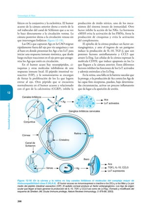 208
Inmunología de Rojas
Inmunidad
órganoespecífica
12
fáticos en la conjuntiva y la esclerótica. El humor
acuoso de la cámara anterior drena a través de la
red trabecular del canal de Schlemm que a su vez
lo hace directamente a la circulación venosa. La
cámara posterior drena a la circulación venosa sin
que intervengan linfáticos (figura 12-18).
Las DCs que capturan Ags en la CAO migran
rápidamente fuera del ojo por vía sanguínea y van
al bazo en donde presentan los Ags a los LsT para
iniciar una respuesta inmune sistémica, que desde
luego excluye reacciones en el ojo pero que antago-
niza los Ags que estén en circulación.
En el humor acuso hay neuropéptidos, ci-
toquinas y otras moléculas inhibidoras de una
respuesta inmune local. El péptido intestinal va-
soactivo (VIP), y la somatostatina se encargan
de frenar la proliferación de los Ls que logren
entrar al ojo. Otro péptido que se encuentra
normalmente en el humor acuoso y relacionado
con el gen de la calcitonina (CGRP), inhibe la
producción de óxido nítrico, uno de los meca-
nismos del sistema innato de inmunidad. Otro
factor inhibe la acción de las NKs. La hormona
αMSH evita la activación de los PMNs, frena la
producción de citoquinas y evita la activación
del complemento.
El epitelio de la córnea produce un factor an-
tiangiogénico, y ante el ingreso de un patógeno
induce la producción de IL-10, TGF-β, que son
potentes factores antinflamatorio y CCL5 que
atraen LsTreg. Las células de la córnea expresan la
molécula CD95L que induce apoptosis en los Ls
que lleguen a la cámara anterior. Estos diferentes
factores inhiben las funciones de los LsT activados
y además estimulan a los LsTreg.
En la retina, una falla en la barrera vascular que
la protege, o la producción de Acs contra los Ags de
las capas foto receptoras, puedan, bajo determina-
das cir­
cuns­
tancias, activar un proceso inflamatorio
que da lugar a la aparición de uveítis.
Figura 12-18. En la córnea y la retina no hay canales linfáticos ni moléculas del complejo mayor de
histocompatibilidad clase II (HLA-II). El humor acuoso es inmunosupresor e inactiva a los DCs y a los Møs y Ls por
medio del péptido intestinal vasoactivo (VIP). El epitelio corneal produce un factor antiangiogénico. Los Ags de origen
ocular que llegan al bazo generan la producción de IL-10, TGFβ y CCL5 así como de LsTreg. (Tomado y modificado del
esquema de Streilein JW, Ocular Immune privilege, Nature Reviews Immunology, 3: 879-88, 2003).
Conjuntiva
Córnea
Venas + Ag
Acs
TGFβ, IL-10, CCL5
LsT supresores
Cristalino
Retina
Acs
LsT activados
Ganglios linfáticos cervicales
+ Ag
Mø
Canales linfáticos
Canal de
Schlemm
Bazo
 