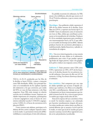 213
Inmunología de Rojas
13
Inmunología
de
la
reproducción
TGF-β y la IL-15, producidas por los Møs de
la decidua se hacen CD16+ y pasan a conocerse
como NKs deciduales, dNKs, cuya principal fun-
ción es la remodelación de los capilares espirales
del endometrio a los que convierten, por medio
del IFNγ en vasos de baja resistencia y alto flujo
sanguíneo. Estas NKs están siempre en relación
estrecha con el trofoblasto invasor. Expresan can-
tidades importantes de citoquinas, quimioquinas
y factores angiogénicos como el factor de creci-
miento endotelial vascular C (VEGFC) angiopo-
yetina 2 (ANG-2) y el factor de crecimiento de la
placenta (PIGF).
Como veremos más adelante, participan en la
defensa del feto contra cualquier respuesta inmu-
ne de la madre. La permanente interacción dNKs-
trofoblastos es esencial para el éxito del embarazo.
En pérdida recurrente de embarazos, las NKs
atacan a los trofoblastos, afección que ocurre en el
5% al 7% de los embarazos, y que se conoce como
preeclampsia.
Macrófagos. Esta población celular representa el
20% de las células inmunes de la decidua. Estos
Møs son CD14+ y expresan una lectina tipo C, la
CD209. Tanto el endometrio como el miometrio
son ricos en Møs, células que contribuyen activa-
mente en la remodelación de la decidua. Producen
IL-10 en cantidades importantes para contribuir a
una inmunosupresión local y de IL-15 que influ-
ye en el cambio de fenotipo de las dNKs. Además
producen factores de crecimiento pleiotrópicos y
multifuncionales, lípidos bioactivos y radicales in-
termediarios de oxígeno.
DCs. Una vez se inicia la gestación, es muy notoria
la disminución de estas células en el endometrio,
posiblemente para evitar el que puedan capturar
Ags fetales de origen paterno, viajar a los ganglios
de la pelvis e inducir una respuesta contra el feto.
Linfocitos T. Están presentes tanto CD4 como
CD8 y representan un 10% a 20 % de los leuco-
citos en la decidua durante los tres primeros me-
ses del embarazo. Gran parte de ellos son LsT de
memoria y LsTreg. Su número disminuye durante
el embarazo.
Saco amniótico. Está compuesto por una capa
de células epiteliales que secretan el líquido am-
niótico que trasforma a los Mons en la subpobla-
ción M2 o antiinflamatoria. Además secreta AFP
(α-fetoprotein),un factor inmunosupresor que im-
pide la síntesis local de Acs y evita un parto precoz
en madres que tengan niveles altos de Il-6.
Antes de la ruptura del saco amniótico el feto
es esteril. Su intestino empieza a ser colonizado
por bacterias inmediatamente después del parto.
Los niños nacidos por cesárea tienen una flora in-
testinal diferente que se asemeja a la de la piel de
la madre, en tanto que la de los nacidos por parto
natural se asemeja a la de la flora vaginal de la ma-
dre en la cual predomina Lactobacillae.
Figura 13-1. Interfase madre-feto. El lado materno es
rico en vasos sanguíneos y glándulas. El lado fetal está
formado por citotrofoblastos y sincitiotrofoblastos.
Vasos uterinos
Sincitiotrofoblasto
Glándulas uterinas
Citotrofoblasto
Espacio
intervelloso
Centro de mesodermo
con vasos fetales
Mesodermo
 