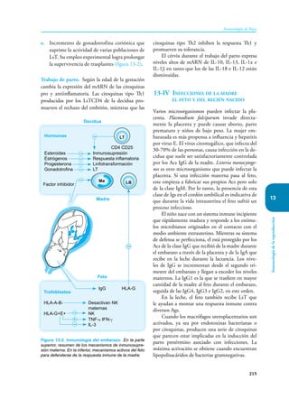 215
Inmunología de Rojas
13
Inmunología
de
la
reproducción
e. Incremento de gonadotrofina coriónica que
suprime la actividad de varias poblaciones de
LsT. Su empleo experimental logra prolongar
la supervivencia de trasplantes (figura 13-2).
Trabajo de parto. Según la edad de la gestación
cambia la expresión del mARN de las citoquinas
pro y antiinflamatoria. Las citoquinas tipo Th1
producidas por los LsTCD4 de la decidua pro-
mueven el rechazo del embrión, mientras que las
citoquinas tipo Th2 inhiben la respuesta Th1 y
promueven su tolerancia.
El cérvix durante el trabajo del parto expresa
niveles altos de mARN de IL-10, IL-13, IL-1α e
IL-1β en tanto que los de las IL-18 e IL-12 están
disminuidas.
13-IV Infecciones de la madre
el feto y del recién nacido
Varios microorganismos pueden infectar la pla-
centa. Plasmodium falciparum invade directa-
mente la placenta y puede causar aborto, parto
prematuro y niños de bajo peso. La mujer em-
barazada es más propensa a influencia y hepatitis
por virus E. El virus citomegálico, que infecta del
30-70% de las personas, causa infección en la de-
cidua que suele ser satisfactoriamente controlada
por los Acs IgG de la madre. Listeria monocytoge-
nes es otro microorganismo que puede infectar la
placenta. Si una infección materna pasa al feto,
este empieza a fabricar sus propios Acs pero solo
de la clase IgM. Por lo tanto, la presencia de esta
clase de Igs en el cordón umbilical es indicativa de
que durante la vida intrauterina el feto sufrió un
proceso infeccioso.
El niño nace con un sistema inmune incipiente
que rápidamente madura y responde a los estímu-
los microbianos originados en el contacto con el
medio ambiente extrauterino. Mientras su sistema
de defensa se perfecciona, el está protegido por los
Acs de la clase IgG que recibió de la madre durante
el embarazo a través de la placenta y de la IgA que
recibe en la leche durante la lactancia. Los nive-
les de IgG se incrementan desde el segundo tri-
mestre del embarazo y llegan a exceder los niveles
maternos. La IgG1 es la que se trasfiere en mayor
cantidad de la madre al feto durante el embarazo,
seguida de las IgG4, IgG3 e IgG2, en este orden.
En la leche, el feto también recibe LsT que
le ayudan a montar una respuesta inmune contra
diversos Ags.
Cuando los macrófagos uteroplacentarios son
activados, ya sea por endotoxinas bacterianas o
por citoquinas, producen una serie de citoquinas
que parecen estar implicadas en la inducción del
parto pretérmino asociado con infecciones. La
máxima activación se obtiene cuando encuentran
lipopolisacáridos de bacterias gramnegativas.
Figura 13-2. Inmunología del embarazo. En la parte
superior, resumen de los mecanismos de inmunosupre-
sión materna. En la inferior, mecanismos activos del feto
para defenderse de la respuesta inmune de la madre.
Hormonas
Esteroides Inmunosupresión
Estrógenos Respuesta inflamatoria
Progesterona Linfotransformación
Gonadotrofina LT
Decidua
Factor inhibidor
CD4 CD25
Madre
Feto
IgG HLA-G
LT
LB
Trofoblastos
HLA-A-B- Desactivan NK
maternas
HLA-G+E+ NK
TNF-α IFN-γ
IL-3
Mø
 