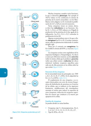 222
Inmunología de Rojas
Citoquinas
14
Muchas citoquinas cumplen varias funciones,
lo que se denomina pleiotropia. Por ejemplo el
TGF-β induce en los condrocitos la síntesis de
proteínas de la matriz extracelular y en los fibro-
blastos, la de colágeno. La IL-4 estimula la prolife-
ración de LsT y LsB así como de mastocitos.
Varias citoquinas tienen un mismo efecto,
es decir hay redundancia en sus funciones. Así,
las IL-1 e IL-6 y el TNF inducen en el hígado la
producción de las proteínas de la fase aguda de la
inflamación. Las IL-2, IL-4 e IL-5 estimulan la
proliferación de los LB.
Algunas se potencializan entre sí, lo que se lla-
ma sinergismo: las IL-4 e IL-13 actúan conjunta-
mente sobre los plasmocitos induciendo el cambio
de IgM a IgE.
Otras por el contrario son antagónicas. La
IL-4 inhibe la síntesis del IFN-γ y viceversa (figura
14-C).
Las citoquinas actúan como reguladoras de las
respuestas fisiológicas y fisiopatológicas. Su efecto
se ejerce por diferentes maneras; acción autocrina
(sobre la misma célula que la produce), paracrina
(sobre una célula vecina) o endocrina (de efecto
sistémico) mediante receptores específicos para
cada una de ellas presentes en las células sobre las
que actúan (figura 14-D).
Funciones de las citoquinas
En la inmunidad innata las principales son: TNF
α, IL-1, IL-12, IL-17 e IFNγ. En la adquirida las
IL-2, 4, 5 y el IFNγ (tabla 14-1).
El acoplamiento de una citoquina a su re-
ceptor desencadena una serie de eventos bioquí-
micos de fosforilación de proteínas en el interior
de las células, que se traducen en los siguientes
fenómenos: modificaciones del citoesqueleto;
mensajes al núcleo para inducir la expresión de
otras citoquinas; inducción de receptores especí-
ficos de muerte que conducen a la muerte por
apoptosis de la célula.
Familias de citoquinas
Se pueden dividir en varias familias:
• Citoquinas tipo I o hematopoyetinas, ILs-2,
3, 4, 5,6 7, 9, 11, 12, 13, 15, 21, 23, y 27.
• Tipo II, IFNs, e IL-10.
Figura 14-A. Citoquinas producidas por LsT.
LB
LT
Ctx
Mø
EOS
Mas
PMN
NK
GM-CSF
Célula basal
TNF
Activado
IL-3
IL-5
IL-16
IL-25
IL-2
IL-12
IL-15
IL-6
IL-16
IL-22
IL-13
IL-17
IL-12
IFNγ
IL-4
IL-2
IL-4
IL-16
TNF
IFNγ
Hígado
Fibroblasto
IL-2
IL-3
IL-4
IL-5
IL-6
IL-10
IL-13
IL-14
IFNγ
IL-3
IL-4
IL-10
IL-3
IL-6
IL-7
IL-16
IL-17
 