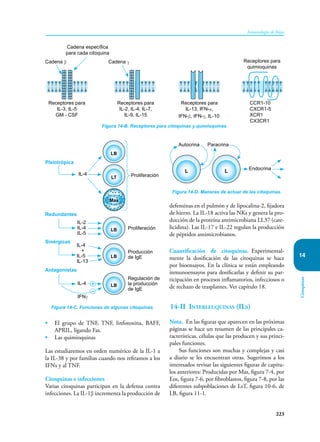 223
Inmunología de Rojas
Citoquinas
14
• El grupo de TNF, TNF, linfotoxina, BAFF,
APRIL, ligando Fas.
• Las quimioquinas
Las estudiaremos en orden numérico de la IL-1 a
la IL-38 y por familias cuando nos refiramos a los
IFNs y al TNF.
Citoquinas e infecciones
Varias citoquinas participan en la defensa contra
infecciones. La IL-1β incrementa la producción de
defensinas en el pulmón y de lipocalina-2, fijadora
de hierro. La IL-18 activa las NKs y genera la pro-
ducción de la proteína antimicrobiana LL37 (cate-
licidina). Las IL-17 e IL-22 regulan la producción
de péptidos antimicrobianos.
Cuantificación de citoquinas. Experimental-
mente la dosificación de las citoquinas se hace
por bioensayos. En la clínica se están empleando
inmunoensayos para dosificarlas y definir su par-
ticipación en procesos inflamatorios, infecciosos o
de rechazo de trasplantes. Ver capítulo 18.
14-II Interleuquinas (ILs)
Nota. En las figuras que aparecen en las próximas
páginas se hace un resumen de las principales ca-
racterísticas, células que las producen y sus princi-
pales funciones.
Sus funciones son muchas y complejas y casi
a diario se les encuentran otras. Sugerimos a los
interesados revisar las siguientes figuras de capítu-
los anteriores: Producidas por Mas, figura 7-4, por
Eos, figura 7-6, por fibroblastos, figura 7-8, por las
diferentes subpoblaciones de LsT, figura 10-6, de
LB, figura 11-1.
Figura 14-B. Receptores para citoquinas y quimioquinas.
Cadena específica
para cada citoquina
Cadena β
Receptores para
IL-3, IL-5
GM - CSF
Receptores para
IL-2, IL-4, IL-7,
IL-9, IL-15
Receptores para
IL-13, IFN-α,
IFN-β, IFN-γ, IL-10
CCR1-10
CXCR1-5
XCR1
CX3CR1
Receptores para
quimioquinas
Cadena γ
Figura 14-C. Funciones de algunas citoquinas.
LB
LB
LB
LB
LT
Mas
Proliferación
IL-4
IL-2
IL-4
IL-5
IL-4
+
IL-5
IL-13
IL-4
IFNγ
Proliferación
Producción
de IgE
Regulación de
la producción
de IgE
Pleiotrópica
Redundantes
Sinérgicas
Antagonistas
+
–
Figura 14-D. Maneras de actuar de las citoquinas.
L L
Autocrina Paracrina
Endocrina
 