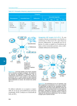 224
Inmunología de Rojas
Citoquinas
14
Figura IL-1. Conocida también como factor activador
de los linfocitos y pirógeno endógeno. Se estudió en
los capítulos de Fagocitosis e Inflamación. Hay un
medicamento experimental, anakinra, que deprime la
producción de IL-1 y que muestra un gran potencial
para antagonizar el efecto de esta citoquina cuando se
esté produciendo en exceso. Se conocen dos subcla-
ses, α y β.
Un defecto molecular en su receptor es respon-
sable de una de las inmunodeficiencias primarias
combinadas, SCID. Coadyuva en el desarrollo de
LsB y de DCs.
Mø
LB
LT
Ac
IL-2 Fiebre
↑ACTH
Queratinocitos
↑Defensinas
Proteína A
Proteína P
Fibrinógeno
Proteína C reactiva
Albúmina
Endotelio
IL-1
+
+
+
+
+
+
Antagonista del receptor de la IL-1. Es una
citoquina descrita recientemente cuya función es
contrarrestar el efecto de la IL-1 para frenar los
procesos inflamatorios. Es producida por los fa-
gocitos. Se evalúa su empleo en el tratamiento de
sepsis, artritis reumatoide, psoriasis, asma y enfer-
medades inflamatorias del intestino.
Tabla 14-1. Principales citoquinas y algunas de sus funciones.
Citoquinas
Hematopoyesis Inmunidad innata Inflamación
Inmunidad adquirida
Th1 Th2 Th3 Treg
IL-3, 7
G-CSF
GM-CSF
Eritropoyetina
IL-1, 6,8
IL-12, 15,18
IFN, α, β, γ
TNF-α
TGF-β
IL-17
IL-23
IL-6 y otras
citoquinas
proinflamatorias
IL-2
IL-12
IFN-γ
TNF-β
IL-4
IL-5
IL-6
IL-9
IL-10
IL-13
TGF-β IL-10
Proliferación
Activación
Trasformación
en Møn
CD4 CD8
Proliferación
IL-2
+
+ +
+
+
LB
LT
Treg
LT
Mon
NK
NK NKT
Mas
Figura IL-2. Es producida por los LsT activados. Una
falla congénita en su producción o en la de su receptor
es responsable de alguna de las variedades de inmu-
nodeficiencia severa mixta. Activa diferentes células del
sistema inmune. Su principal función es la de regular la
generación, maduración, activación y sobrevivencia de
los LsTreg que frenan la respuesta inmune y evitan el
desarrollo de afecciones autoinmunes. Con su empleo
se logra curar el cáncer de riñón.
 