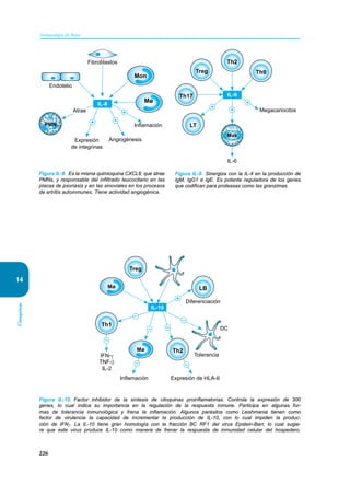 226
Inmunología de Rojas
Citoquinas
14
Mon
Mø
+
Endotelio
Atrae
Expresión
de integrinas
Angiogénesis
Inflamación
Fibroblastos
+
+
PMN
IL-8
Figura IL-8. Es la misma quimioquina CXCL8, que atrae
PMNs, y responsable del infiltrado leucocitario en las
placas de psoriasis y en las sinoviales en los procesos
de artritis autoinmunes. Tiene actividad angiogénica.
+
+
IL-6
Megacariocitos
+
IL-9
LT
Th2
Th9
Th17
Treg
Mas
Figura IL-9. Sinergiza con la IL-4 en la producción de
IgM, IgG1 e IgE. Es potente reguladora de los genes
que codifican para proteasas como las granzimas.
Figura IL-10. Factor inhibidor de la síntesis de citoquinas proinflamatorias. Controla la expresión de 300
genes, lo cual indica su importancia en la regulación de la respuesta inmune. Participa en algunas for-
mas de tolerancia inmunológica y frena la inflamación. Algunos parásitos como Leishmania tienen como
factor de virulencia la capacidad de incrementar la producción de IL-10, con lo cual impiden la produc-
ción de IFNγ. La IL-10 tiene gran homología con la fracción BC RF1 del virus Epstein-Barr, lo cual sugie-
re que este virus produce IL-10 como manera de frenar la respuesta de inmunidad celular del hospedero.
Diferenciación
Tolerancia
Inflamación Expresión de HLA-II
IFN-γ
TNF-β
IL-2
+
IL-10
– –
–
–
–
– –
Treg
LB
Mø
Th1
Th2
Mø
DC
 