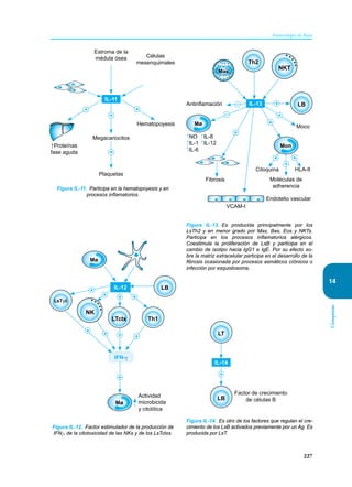 227
Inmunología de Rojas
Citoquinas
14
+
+
+
+
Estroma de la
médula ósea Células
mesenquimales
Megacariocitos
Plaquetas
↑Proteínas
fase aguda
Hematopoyesis
IL-11
Figura IL-11. Participa en la hematopoyesis y en
procesos inflamatorios.
+
+
+
+
+
+
+
+
+
IL-12
IFN-γ
Actividad
microbicida
y citolítica
LTctx
Mø
Mø
LB
Th1
NK
LsTγδ
Figura IL-12. Factor estimulador de la producción de
IFNγ, de la citotoxicidad de las NKs y de los LsTctxs.
Antinflamación
Fibrosis
VCAM-I
Endotelio vascular
Moléculas de
adherencia
HLA-II
Moco
Citoquina
↑NO ↑IL-8
↑IL-1 ↑IL-12
↑IL-6
IL-13
+
+
+
+ +
–
–
Mø
Mon
LB
Th2
Mas
+
+
NKT
Figura IL-13. Es producida principalmente por los
LsTh2 y en menor grado por Mas, Bas, Eos y NKTs.
Participa en los procesos inflamatorios alérgicos.
Coestimula la proliferación de LsB y participa en el
cambio de isotipo hacia IgG1 e IgE. Por su efecto so-
bre la matriz extracelular participa en el desarrollo de la
fibrosis ocasionada por procesos asmáticos crónicos o
infección por esquistosoma.
Figura IL-14. Es otro de los factores que regulan el cre-
cimiento de los LsB activados previamente por un Ag. Es
producida por LsT.
Factor de crecimiento
de células B
IL-14
+
LB
LT
 