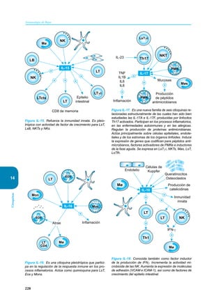 228
Inmunología de Rojas
Citoquinas
14
Figura IL-15. Refuerza la inmunidad innata. Es pleio-
trópica con actividad de factor de crecimiento para LsT,
LsB, NKTs y NKs.
CD8 de memoria
Epitelio
intestinal
+
+
+ + +
IL-15
LTctx
Mø
Møs
LT
LB
LT
LTγδ
NK
NK
Inflamación
+
Atrae
Mø
LT
LT
CD4
EOS
EOS
IL-16
Mon
Mas
Figura IL-16. Es una citoquina pleiotrópica que partici-
pa en la regulación de la respuesta inmune en los pro-
cesos inflamatorios. Actúa como quimioquina para LsT,
Eos y Mons.
IL-23
TNF
IL1B
IL6
IL8
Mucosas
Producción
de péptidos
antimicrobianos
Inflamación
Th17
LsTγδ
IL-17
PMN
PMN
+
+
+
+
NKT
Figura IL-17. Es una nueva familia de seis citoquinas re-
lacionadas estructuralmente de las cuales han sido bien
estudiadas las IL-17A e IL-17F, producidas por linfocitos
Th17 activados. Participan en los procesos inflamatorios,
en las enfermedades autoinmunes y en las alérgicas.
Regulan la producción de proteínas antimicrobianas.
Actúa principalmente sobre células epiteliales, endote-
liales y de los estromas de los órganos linfoides. Induce
la expresión de genes que codifican para péptidos anti-
microbianos, factores activadores de PMNs e inductores
de la fase aguda. Se expresa en LsTγδ, NKTs, Møs, LsT,
LsTfh.
+
Queratinocitos
Osteoclastos
Células de
Kuppfer
Inmunidad
innata
Producción de
catelicidinas
IFN-γ
+
+
Th1
LT
+
+
LT
Mø
Mø
NK
Endotelio
IL-18
Figura IL-18. Conocida también como factor inductor
de la producción de IFNγ. Incrementa la actividad mi-
crobicida de las NK. Aumenta la expresión de moléculas
de adhesión (VCAM e ICAM-1), así como de factores de
crecimiento del epitelio intestinal.
 